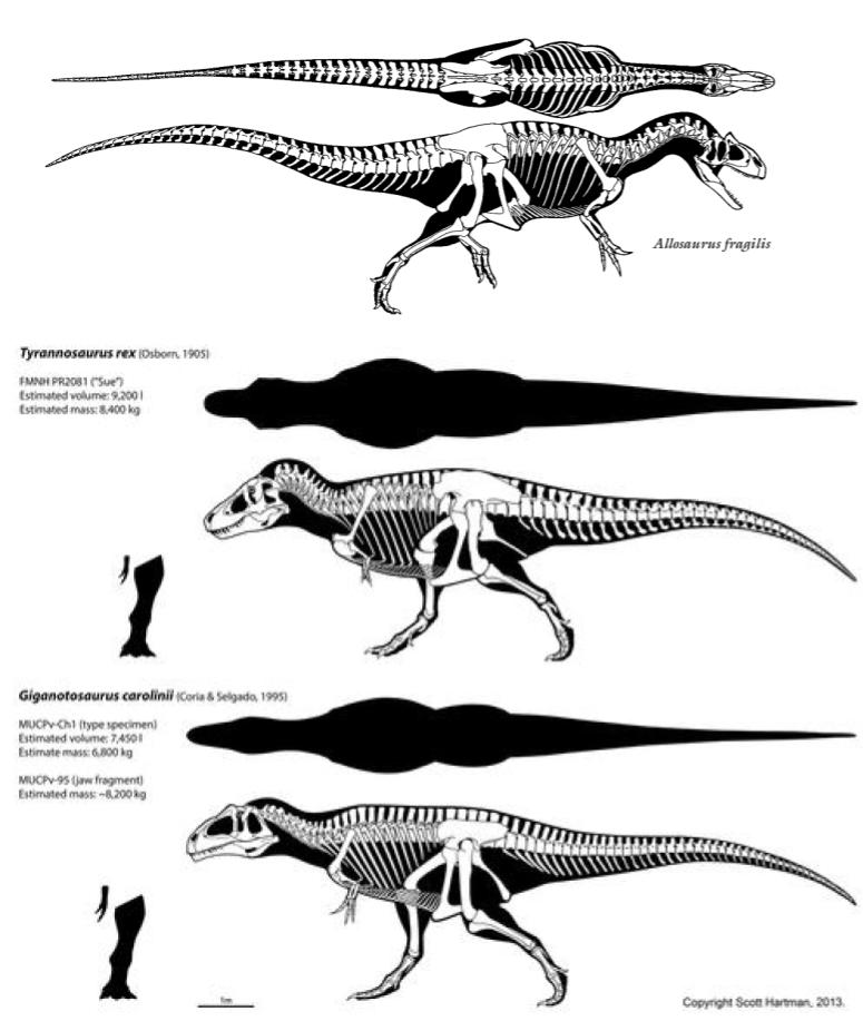 So Tyrannosaurus is pretty famous for being barrelchested... but it