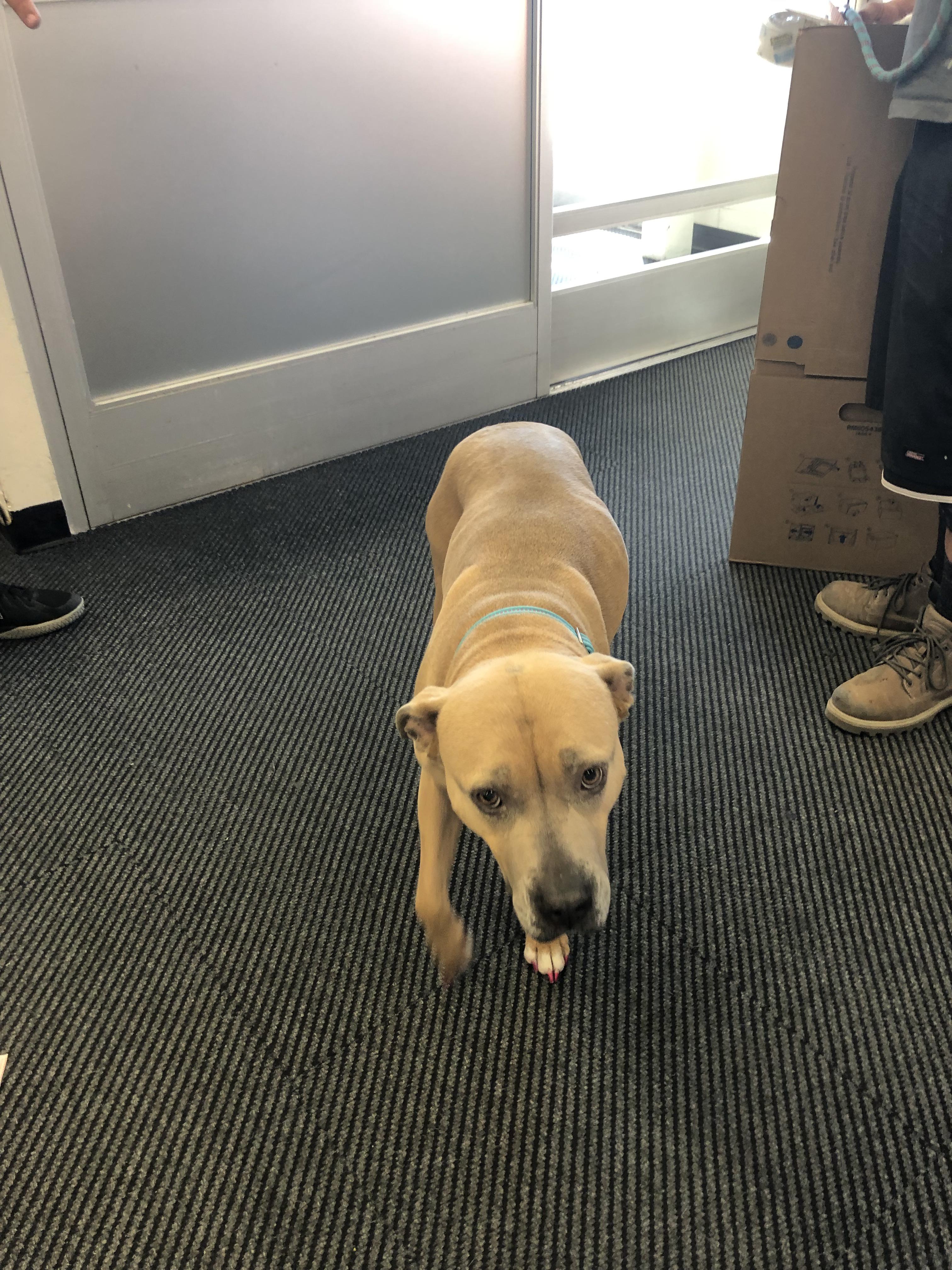 More staples puppies r/Staples