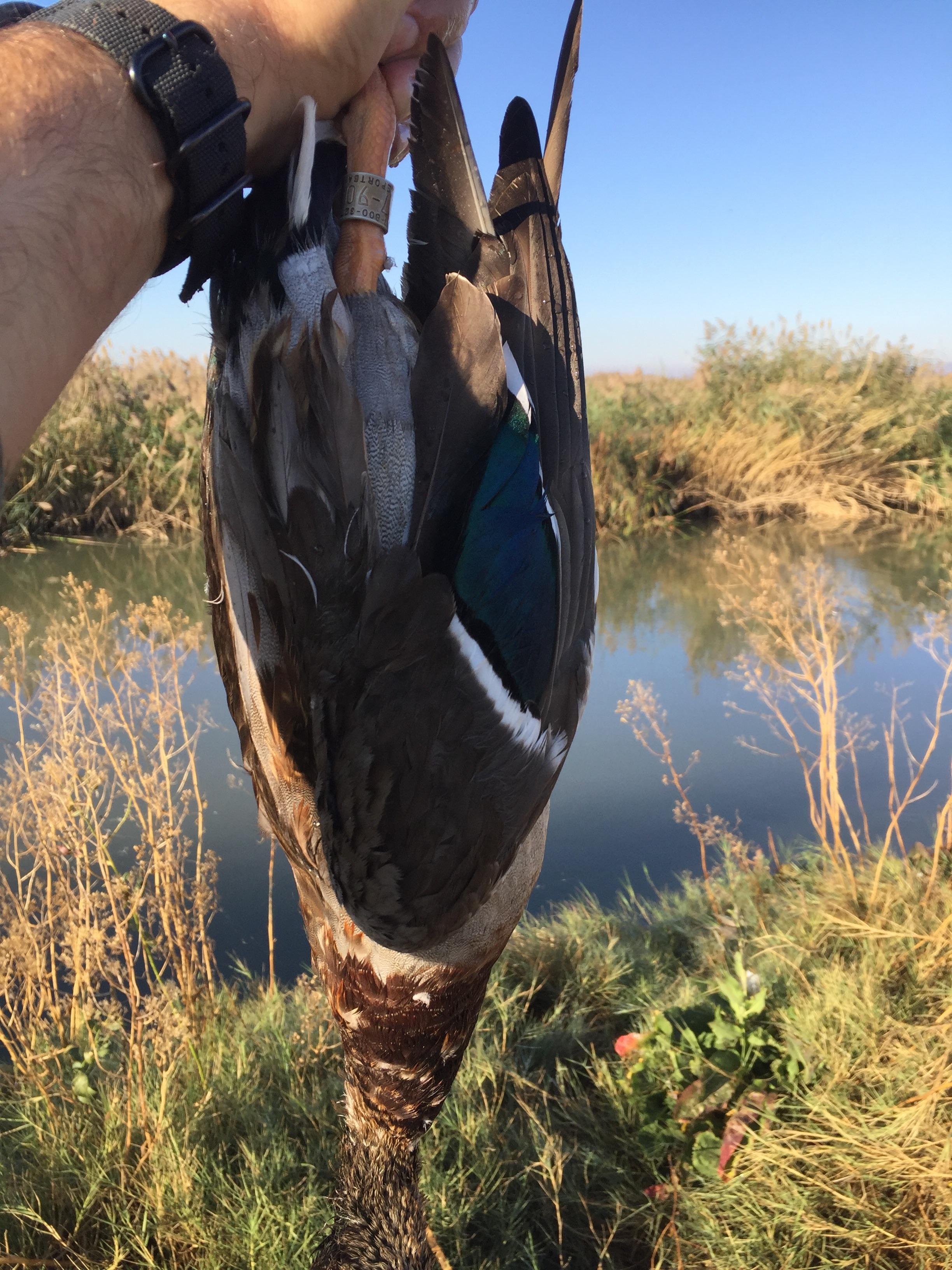 First banded duck. Juvenile Drake. r/Hunting