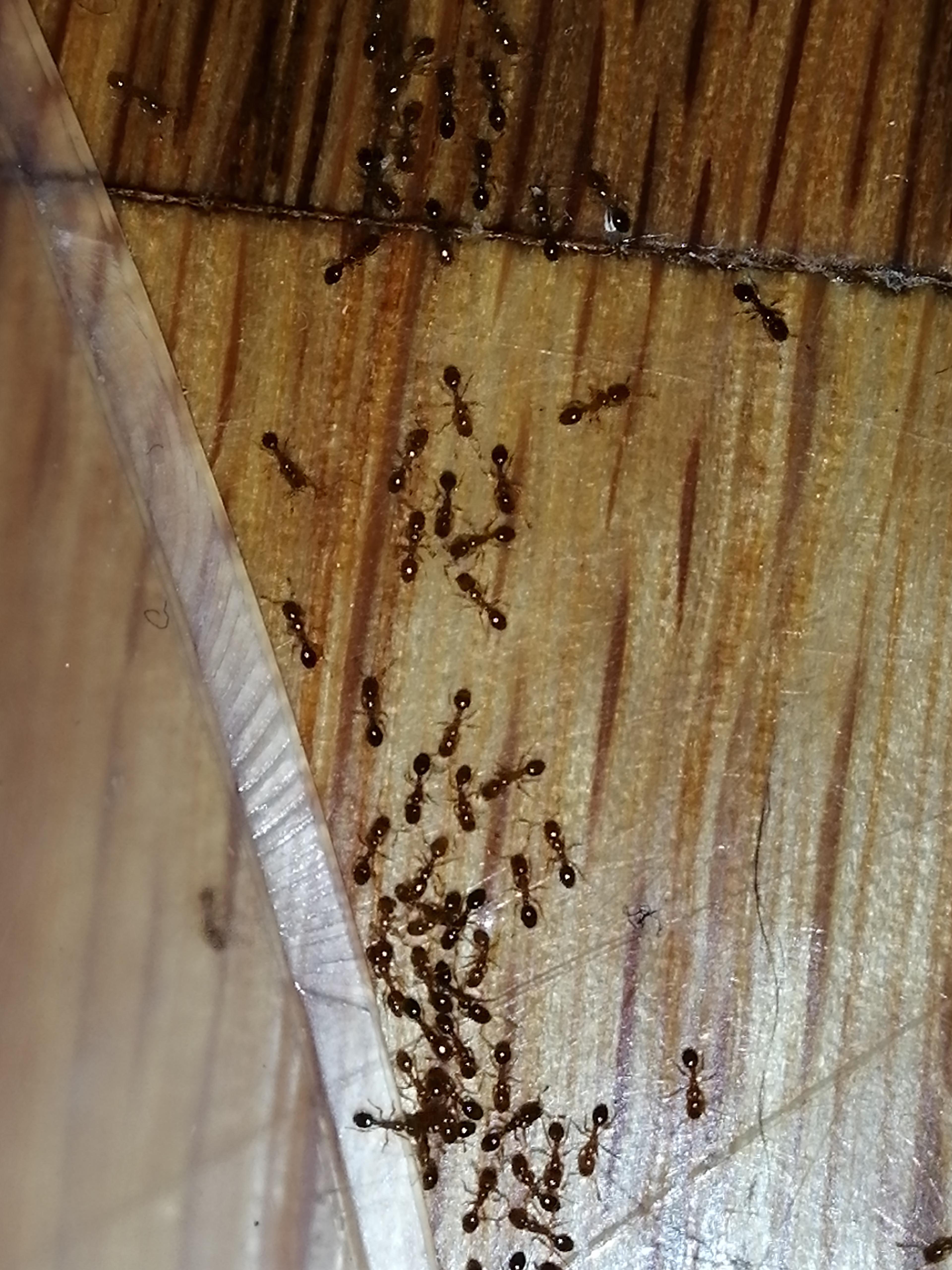From what species are these ants from? Not even 1mm long workers. They