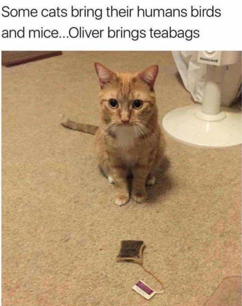A discerning cat brings tea bags rather than dead lizards. tea