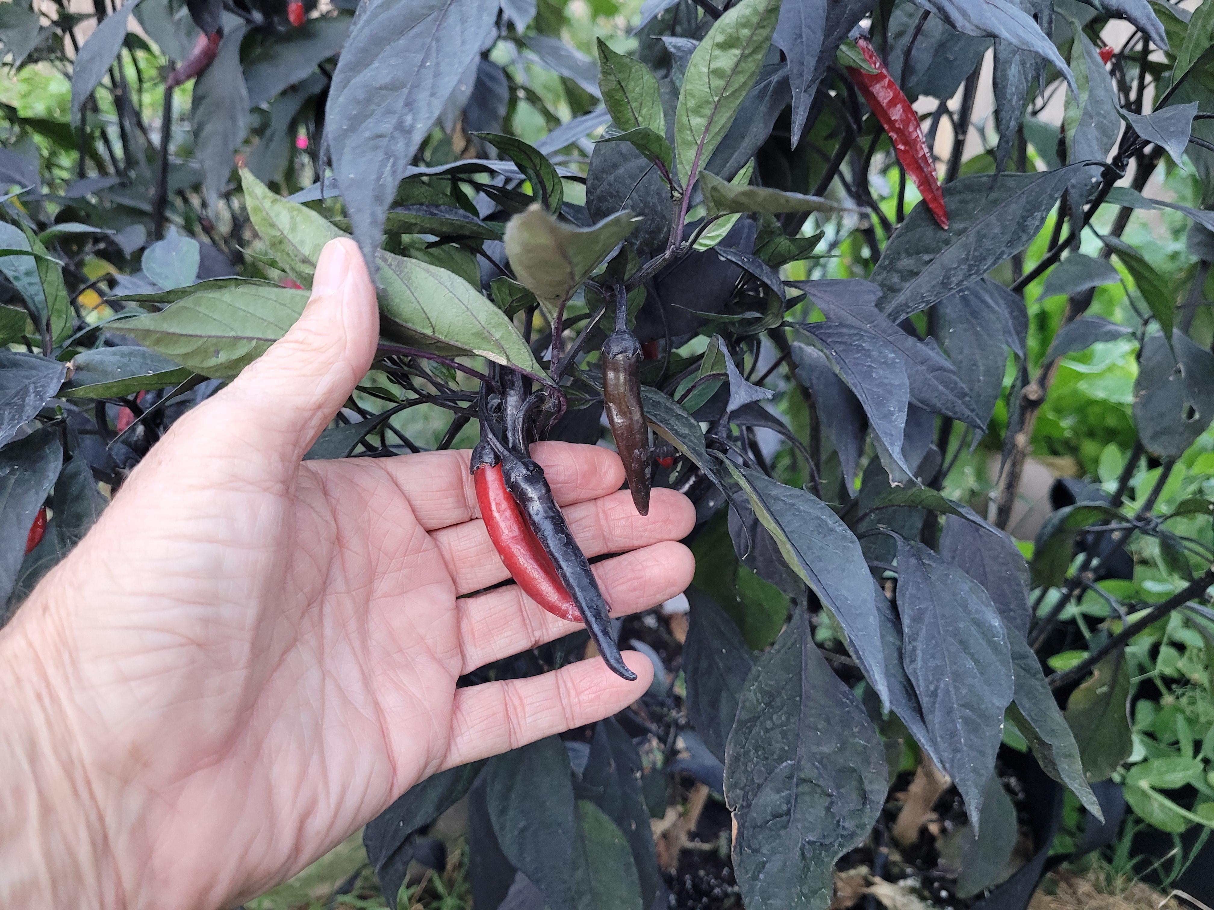 An Unnamed Hybrid Pepper I'm Working With Black Leaves And Black