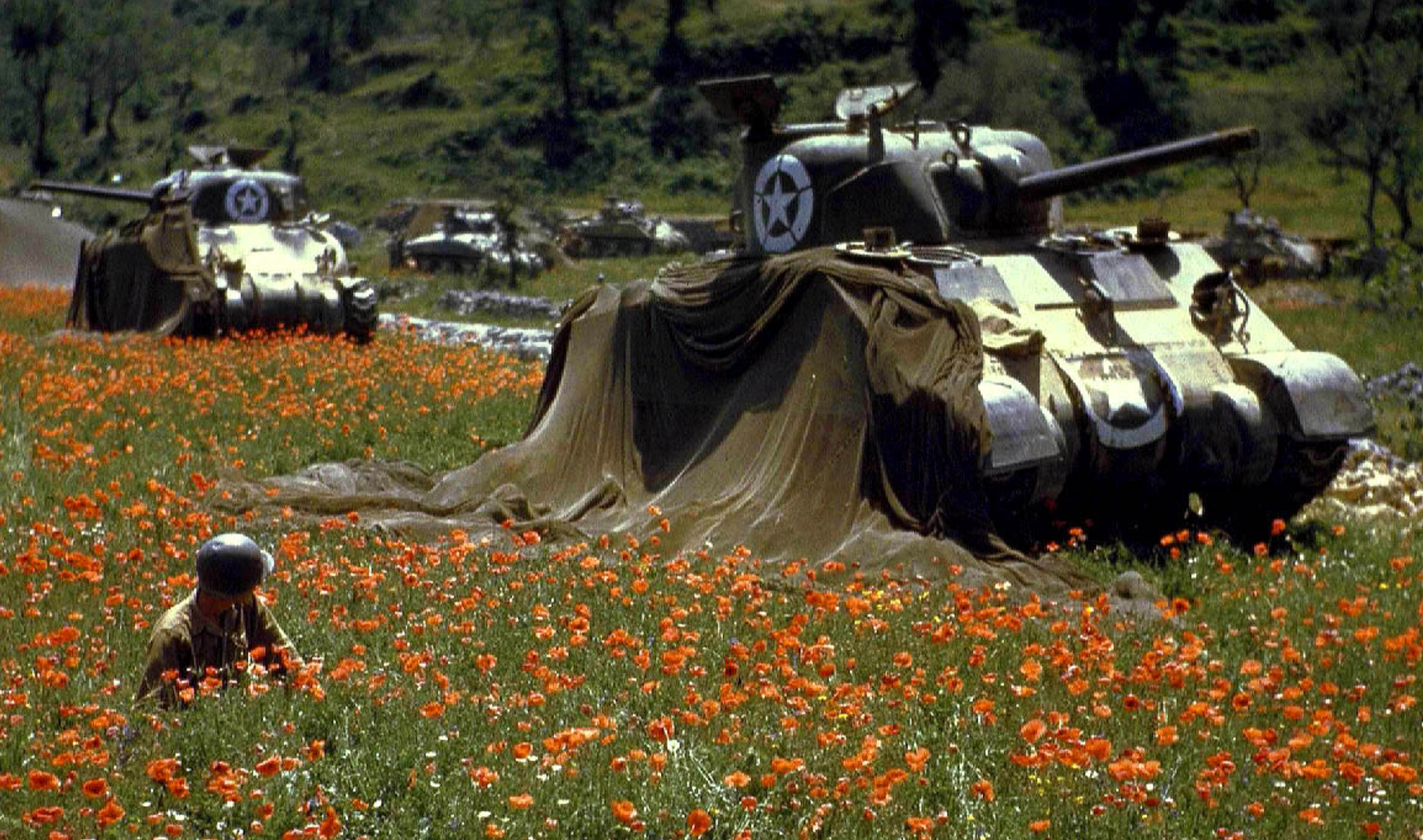 Sherman tanks happily camping in a poppy field and enjoying the sun. r/TankPorn