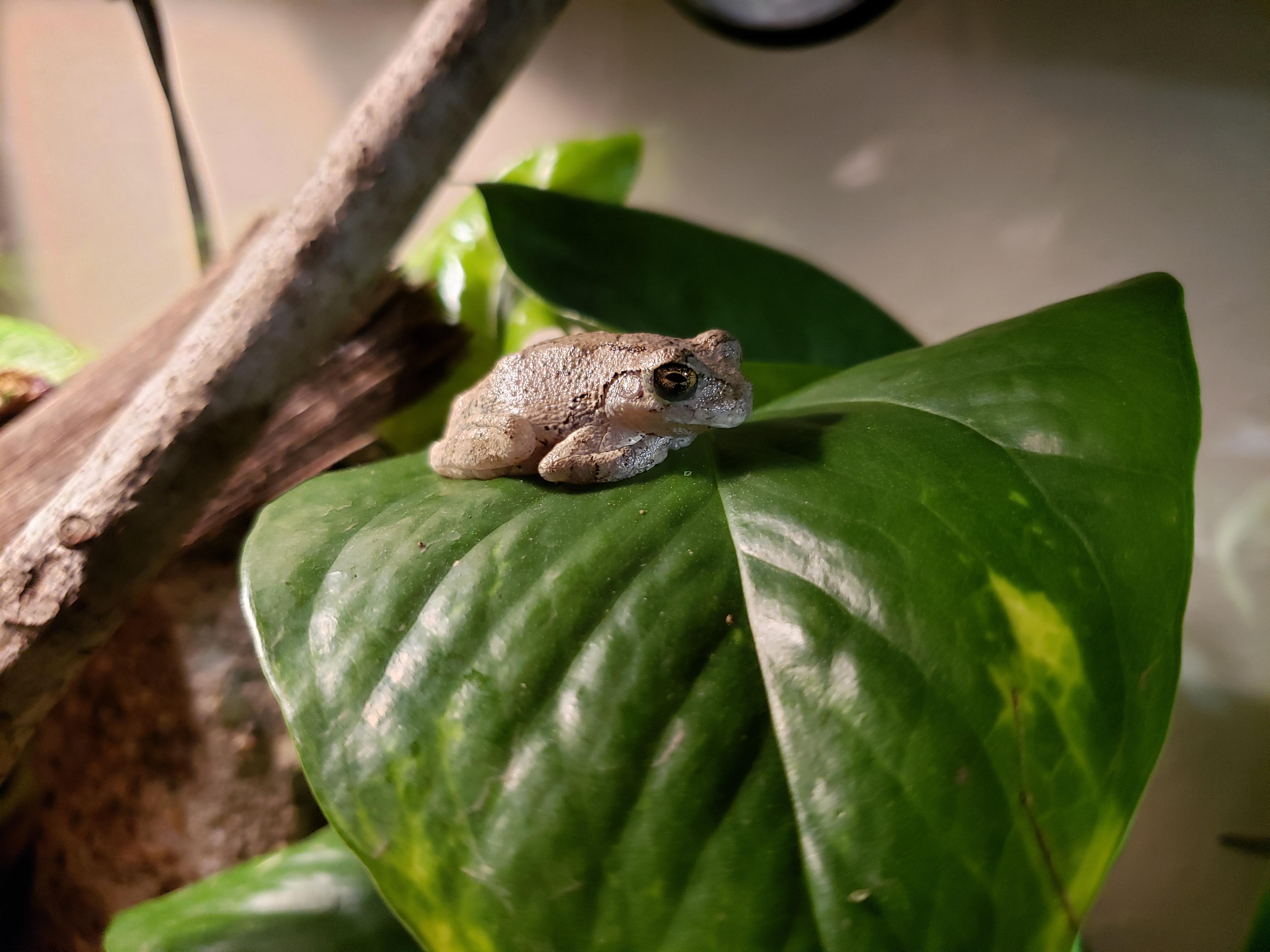Just chillin on the leafs r/frogs