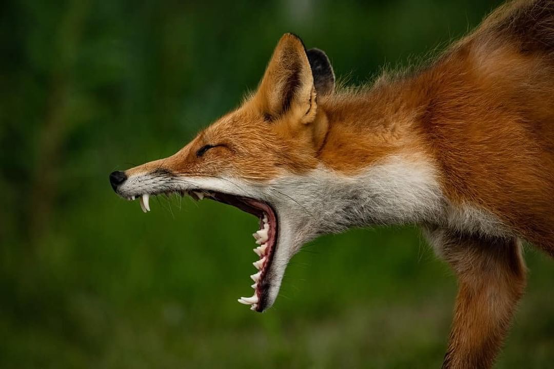 🔥 What does the fox say 🔥 oddlyterrifying