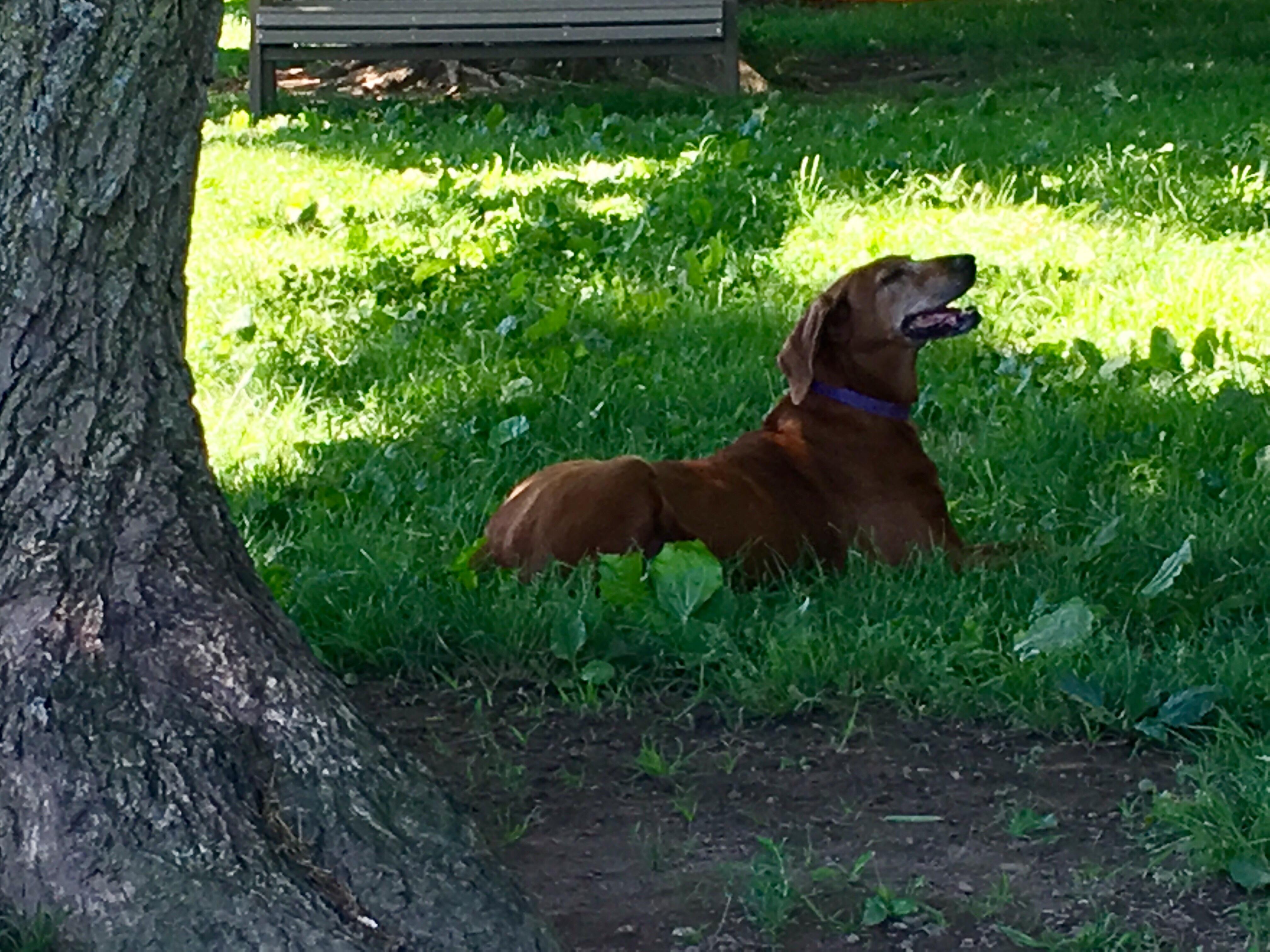 Taking a rest while her younger friends are roughhousing r