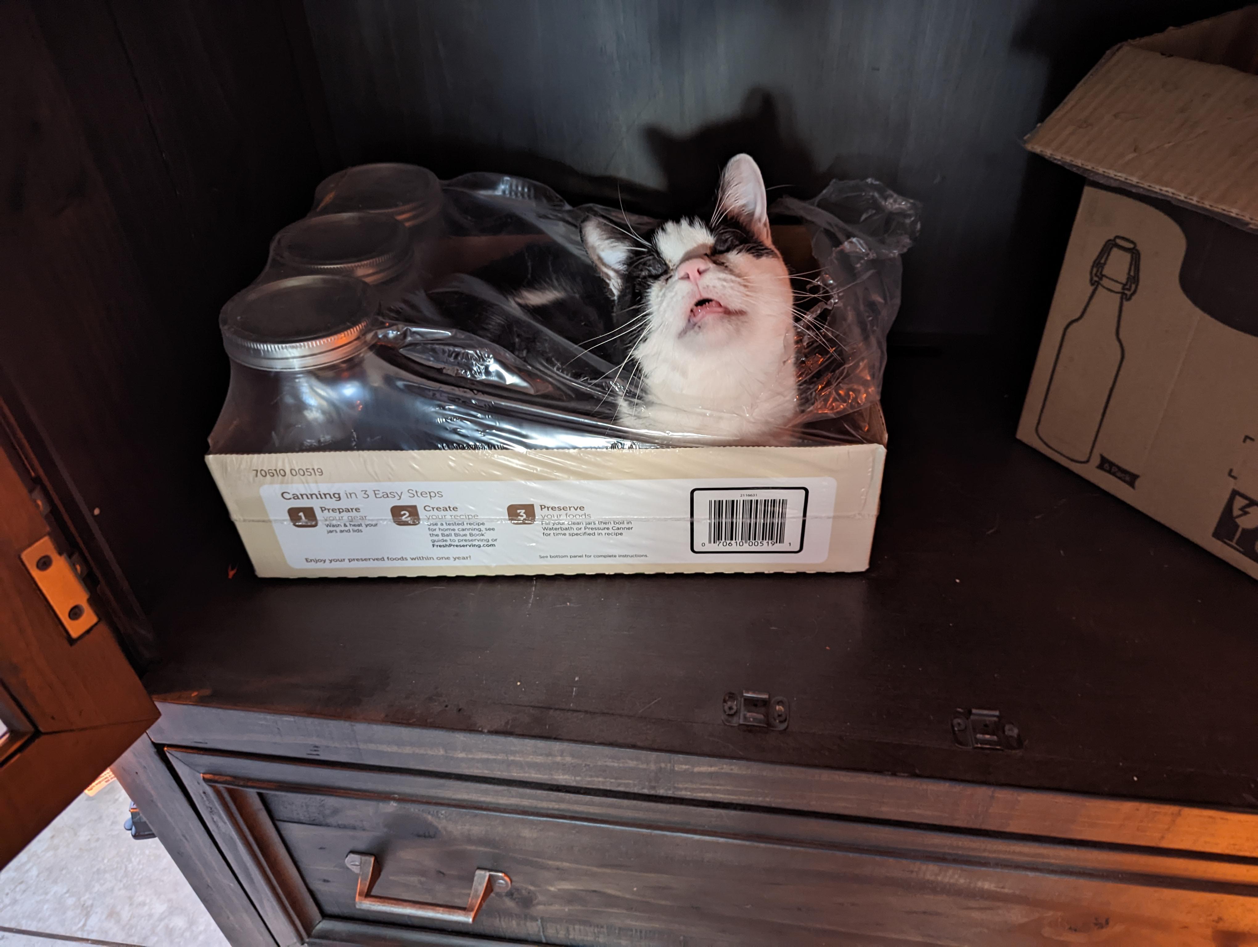 Blind Cats Find The Most Unique Beds r/aww