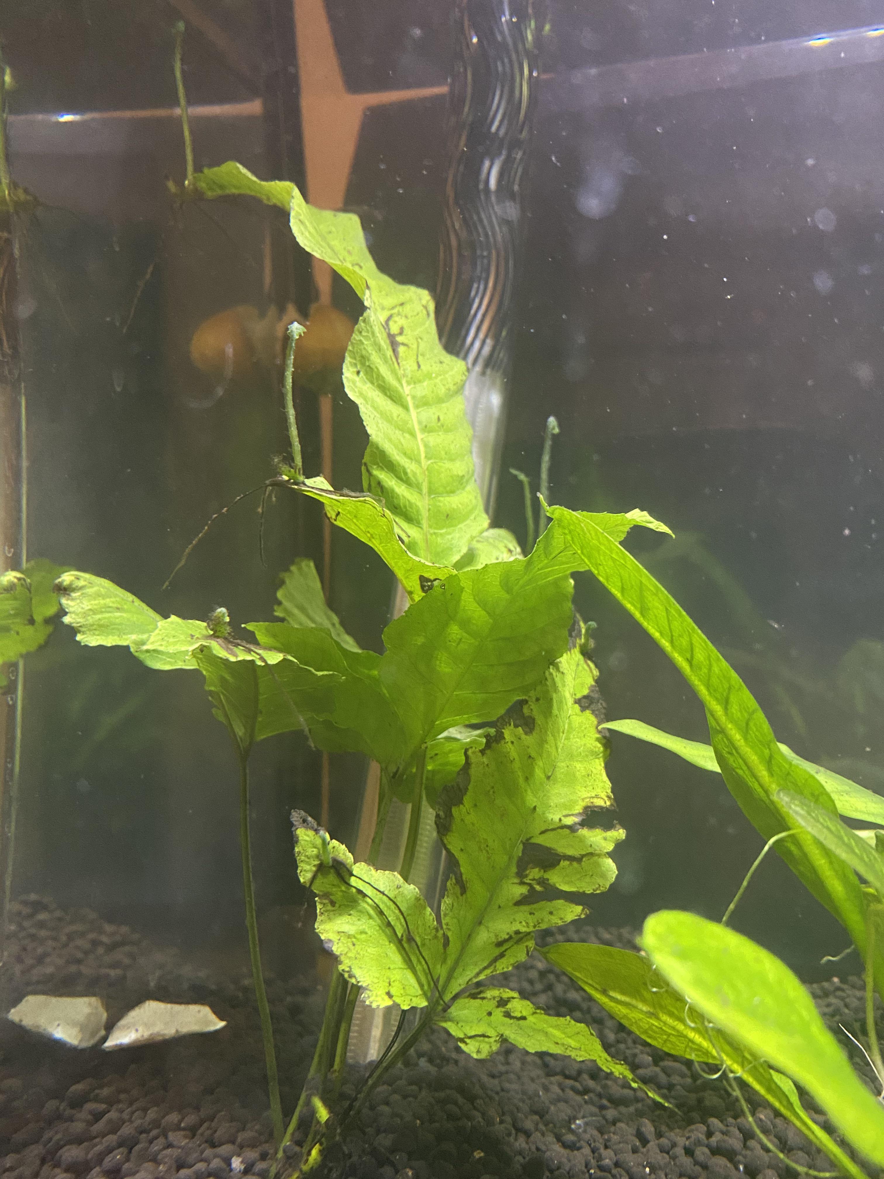 What are these bulbs sticking out? I know plants grow roots from their