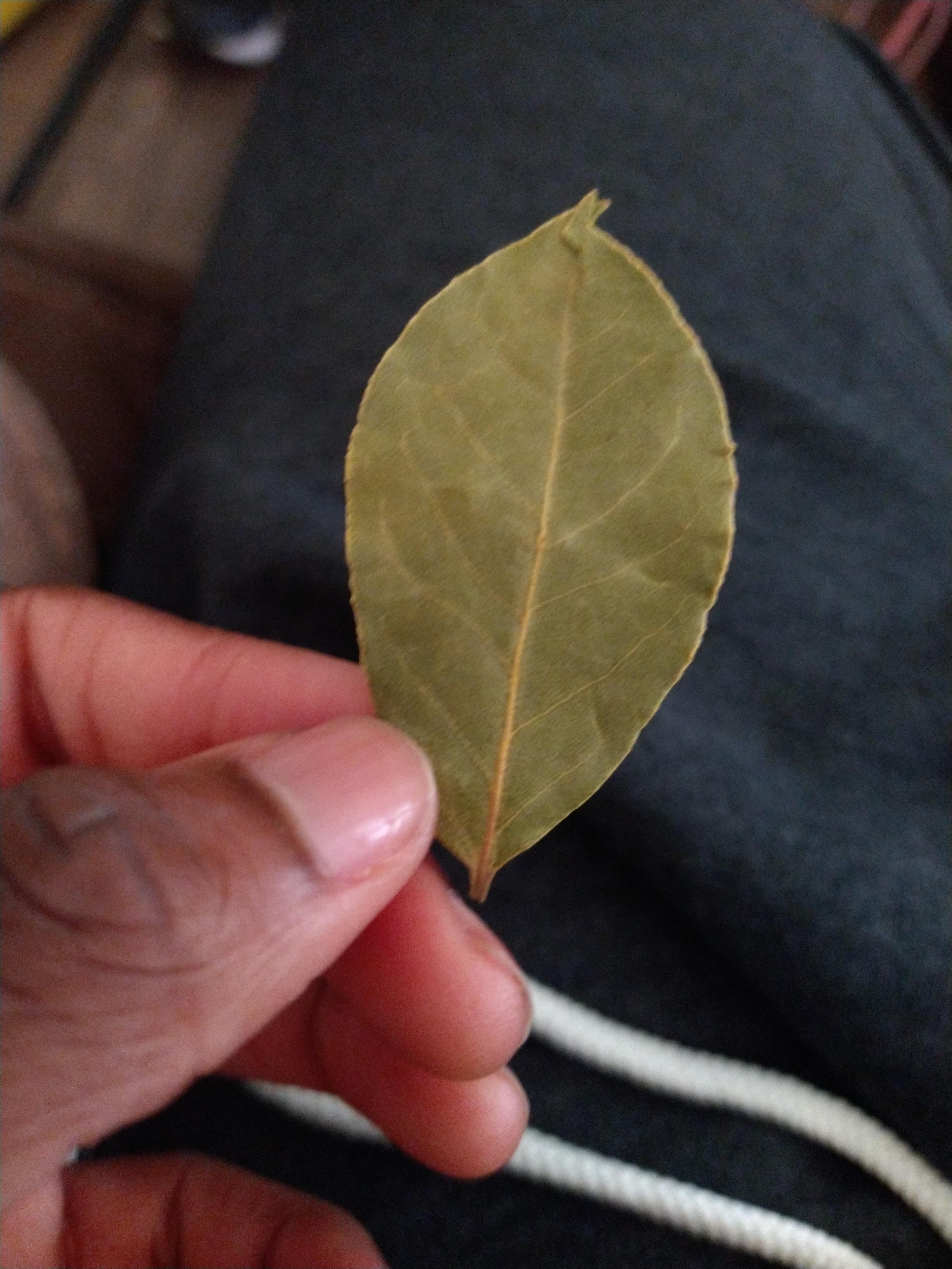 Can I grow a bay leaf plant from a dried bay leaf? GardeningIndoors