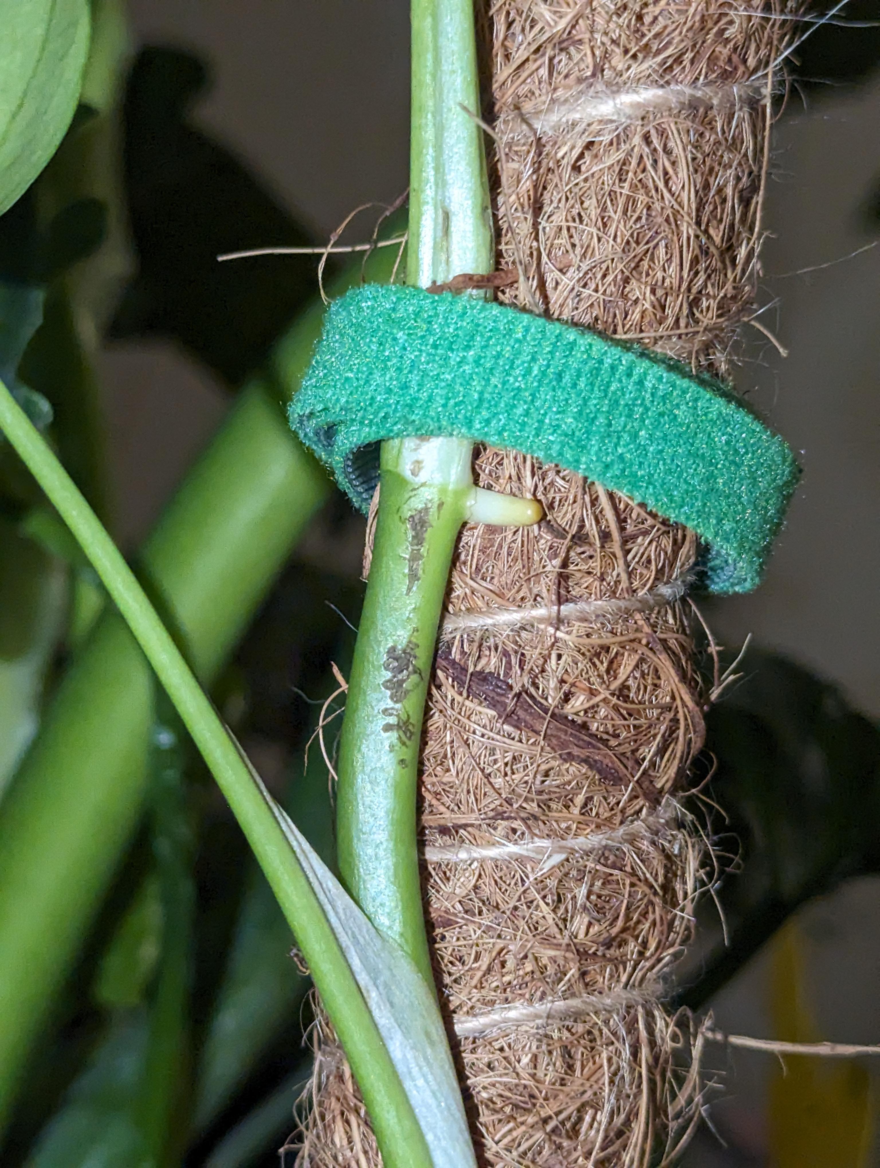 Brown spots on plant stems and leaves r/plantclinic