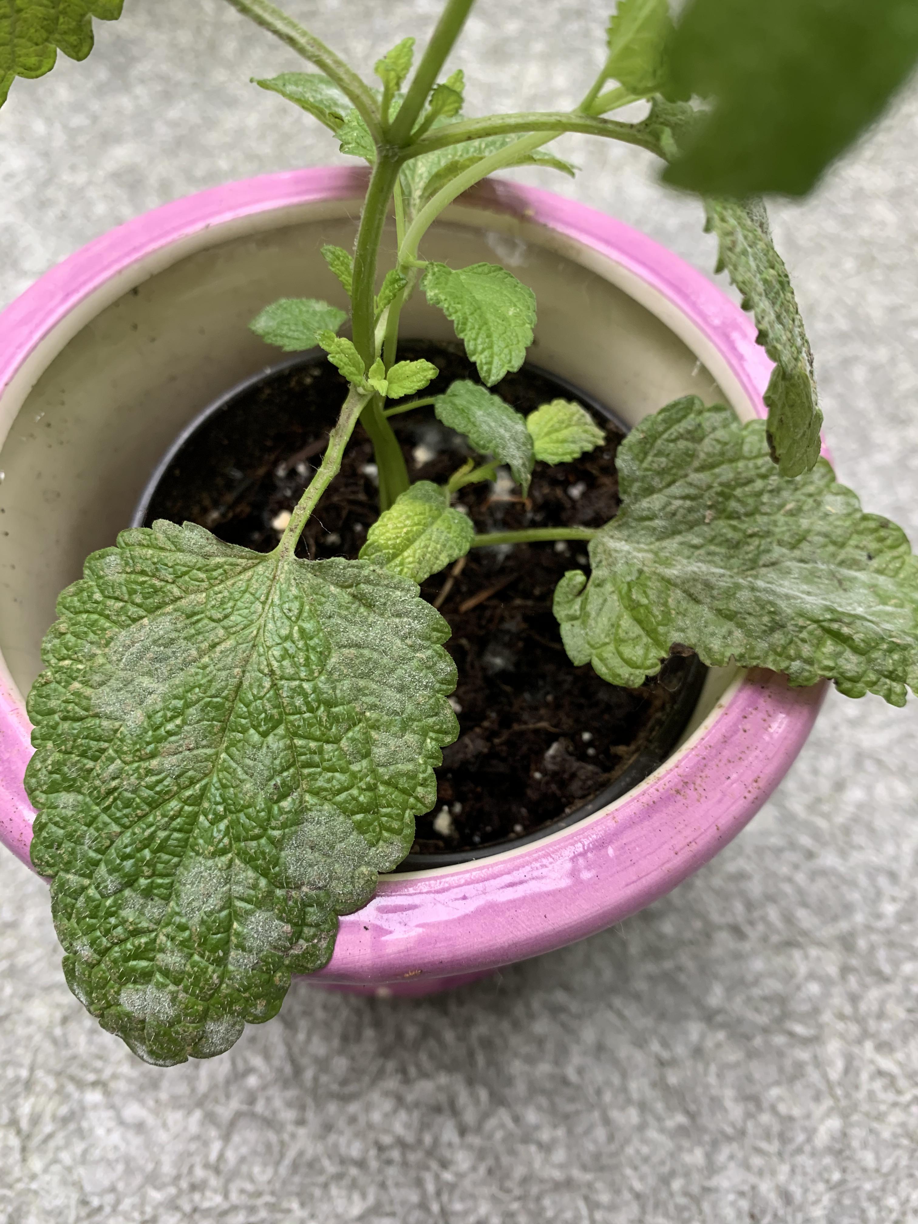 Help! My mint plant has these white powdery stuff on its leaves. How do