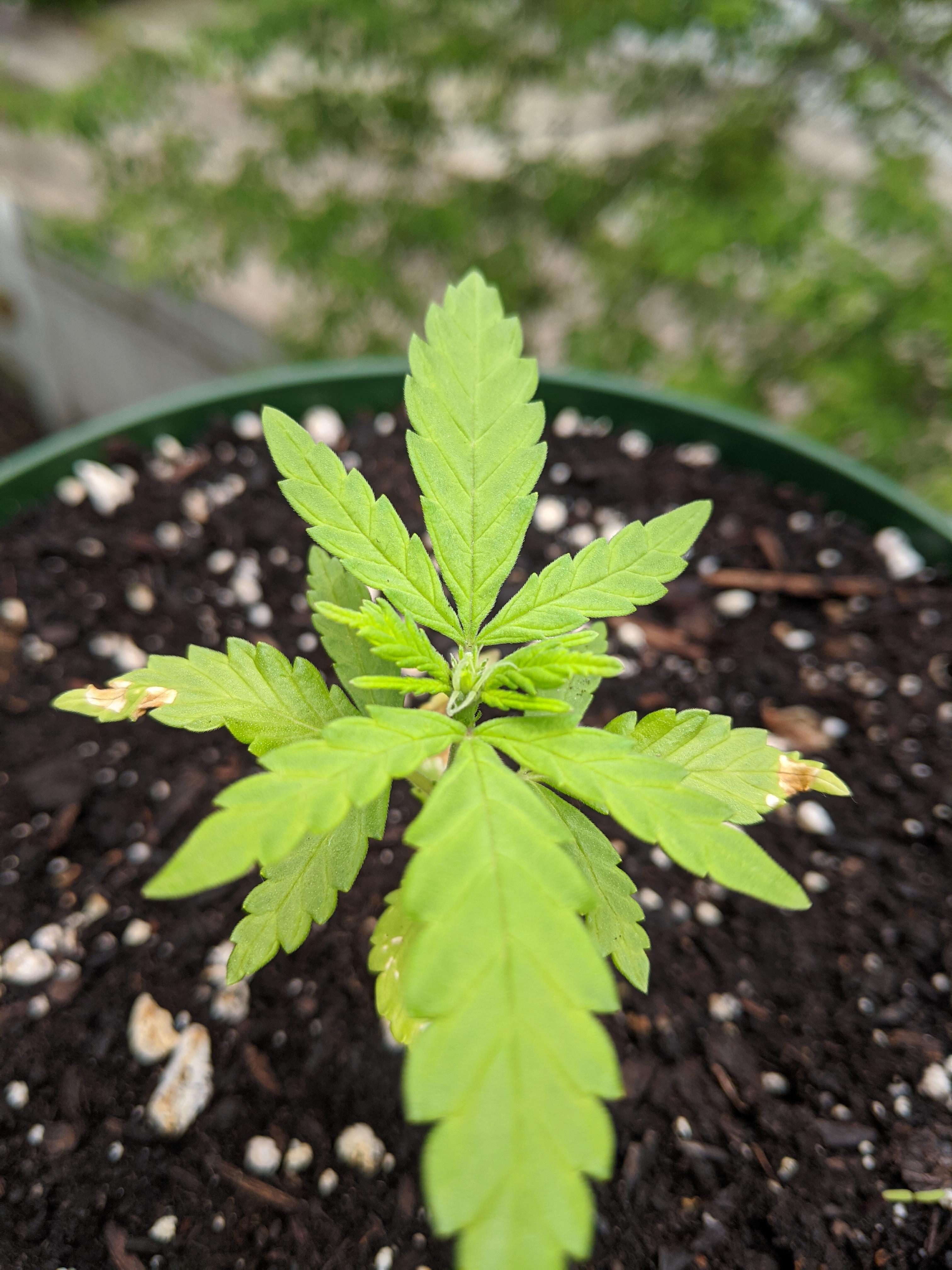 Why is my auto already flowering after 2 weeks? r/microgrowery