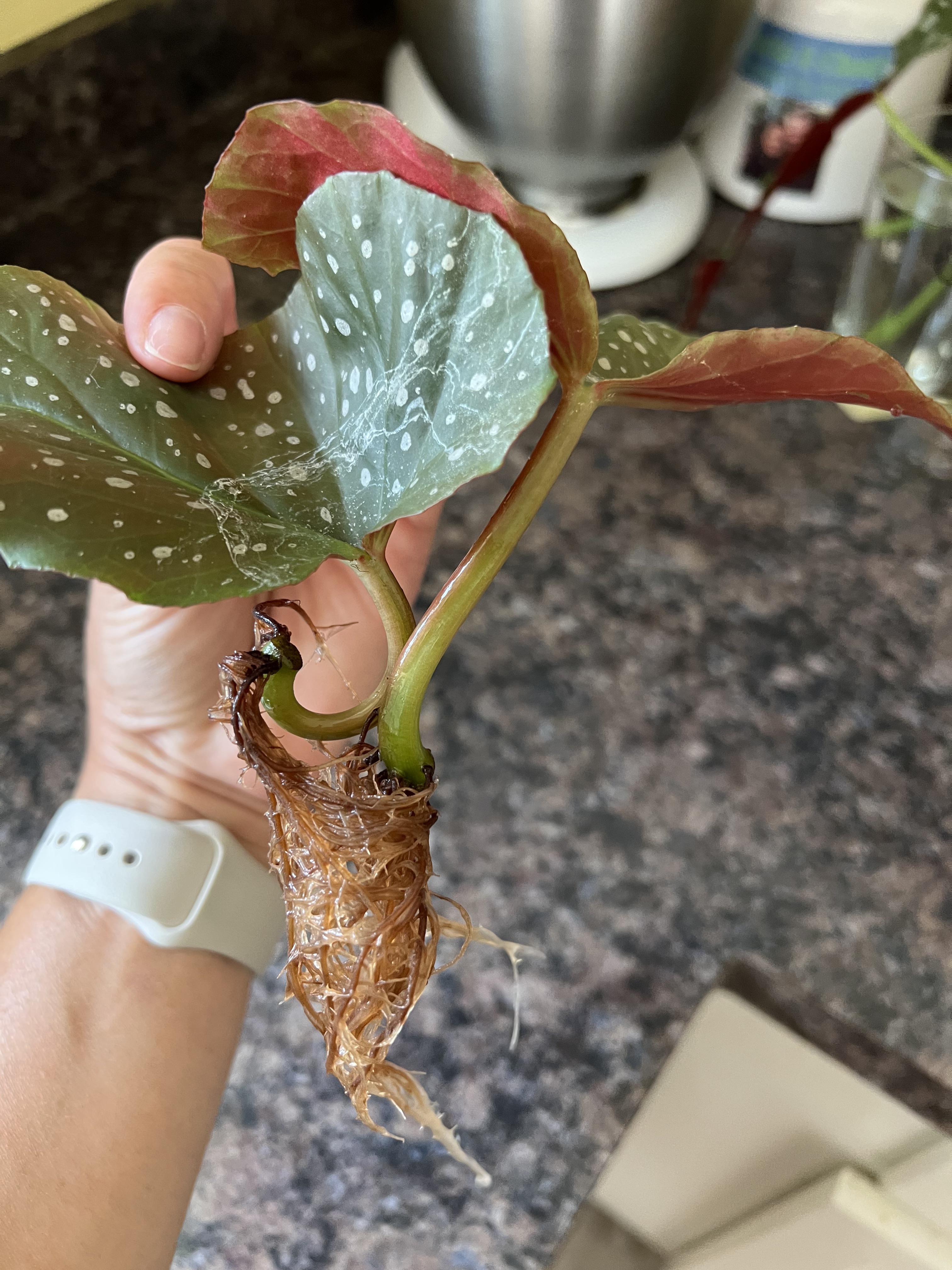 These were given to me, already rooted in water. Will they sprout new