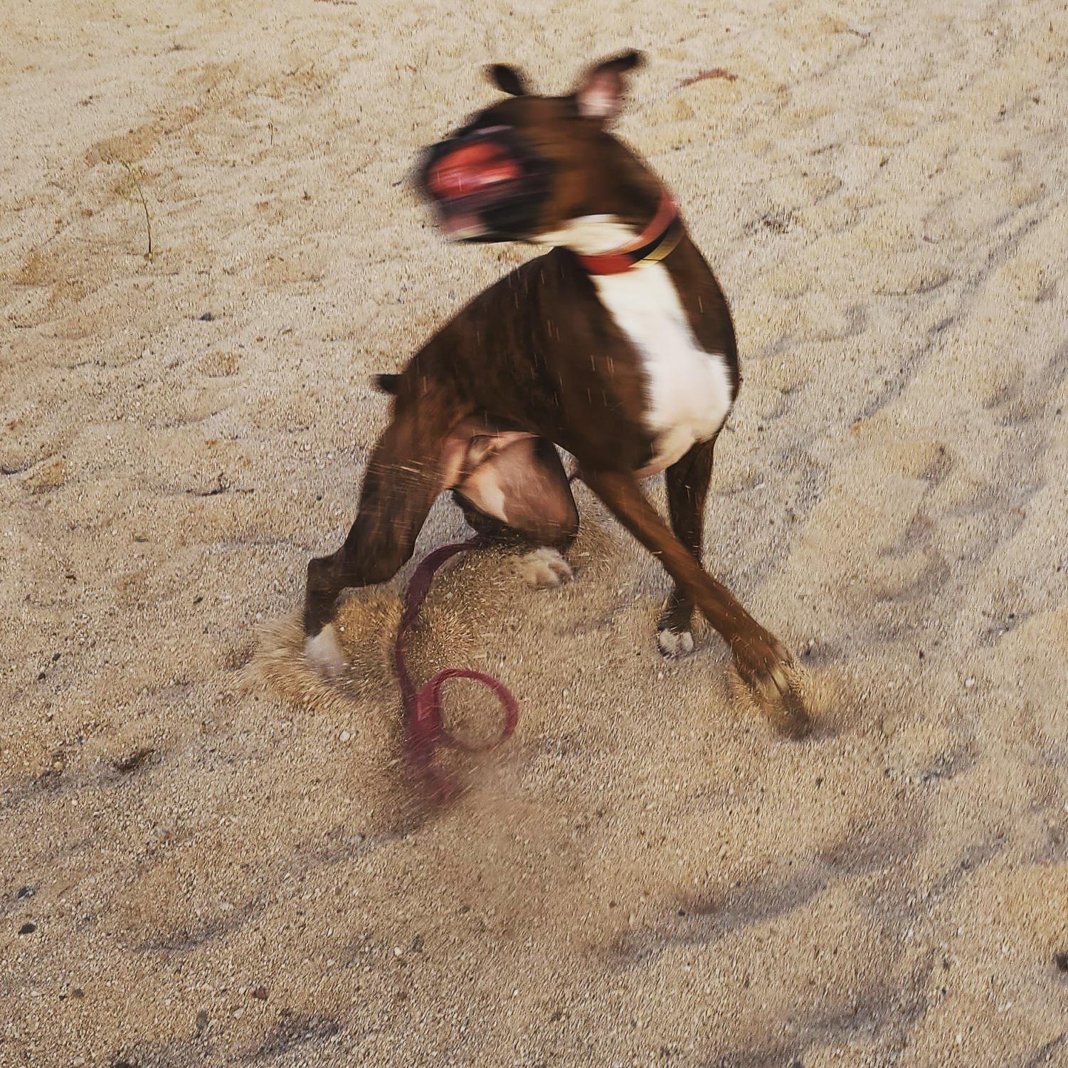 Zoomies r/Boxer