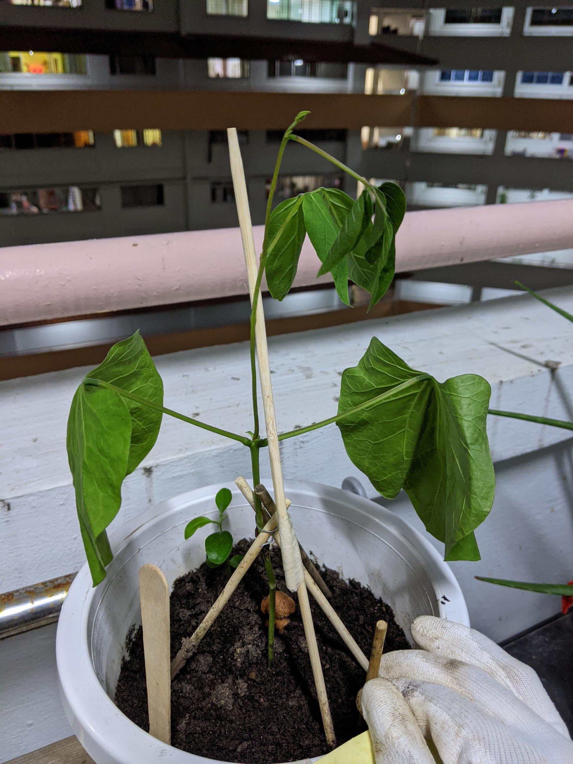 Help! How to save this dying plant? It's Common Bean plant. r/gardening