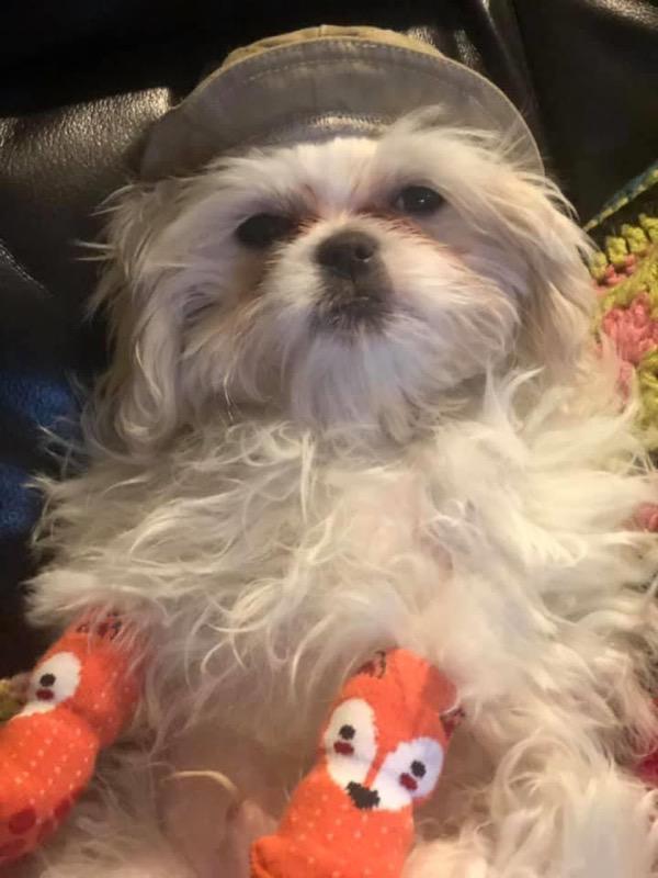 My dog loves his little hat and socks. He literally brings them to me