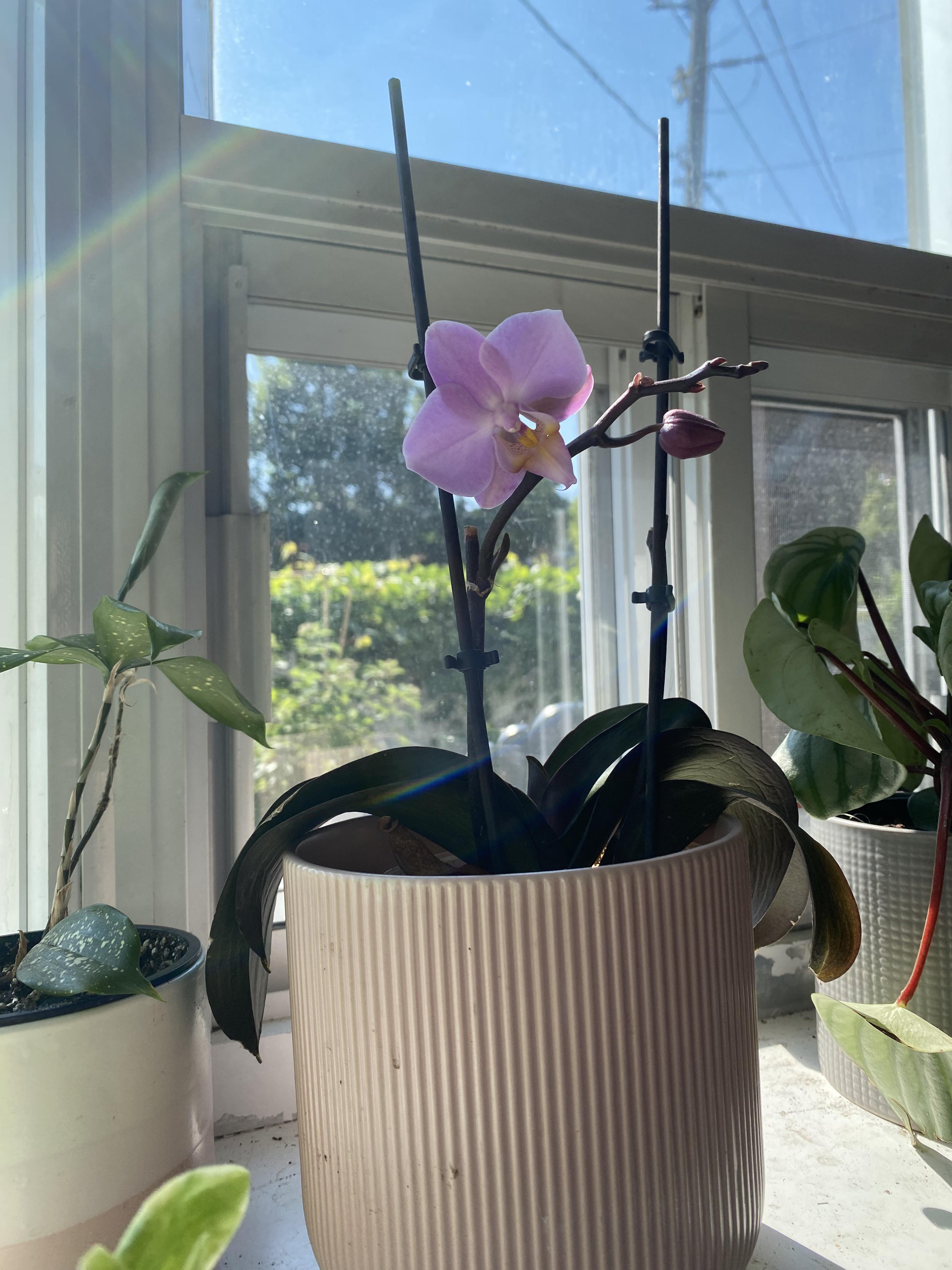 My very first orchid blooming for the first time after the store’s