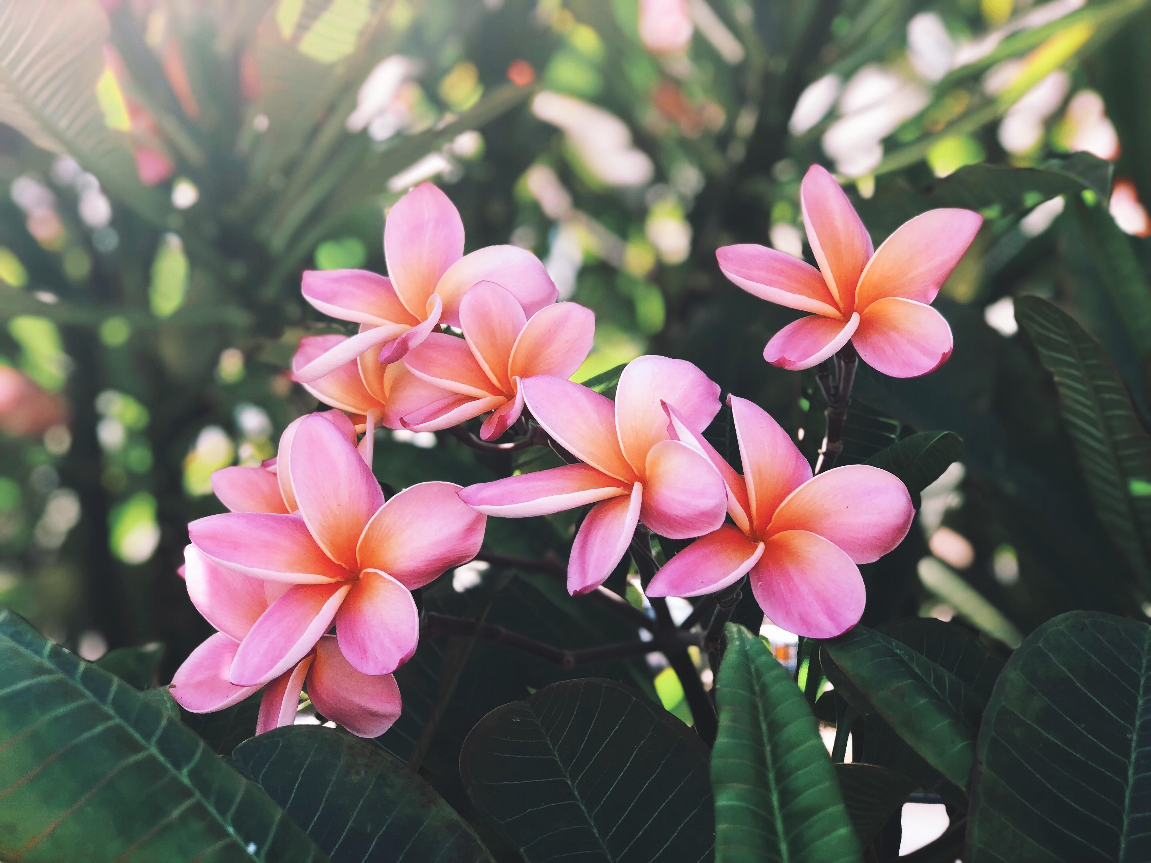 Hawaiian Plumeria loving the California Sun r/gardening