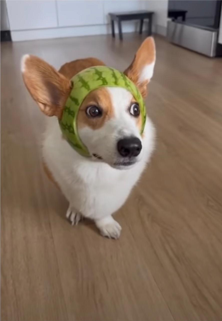 PsBattle with a watermelon hat.