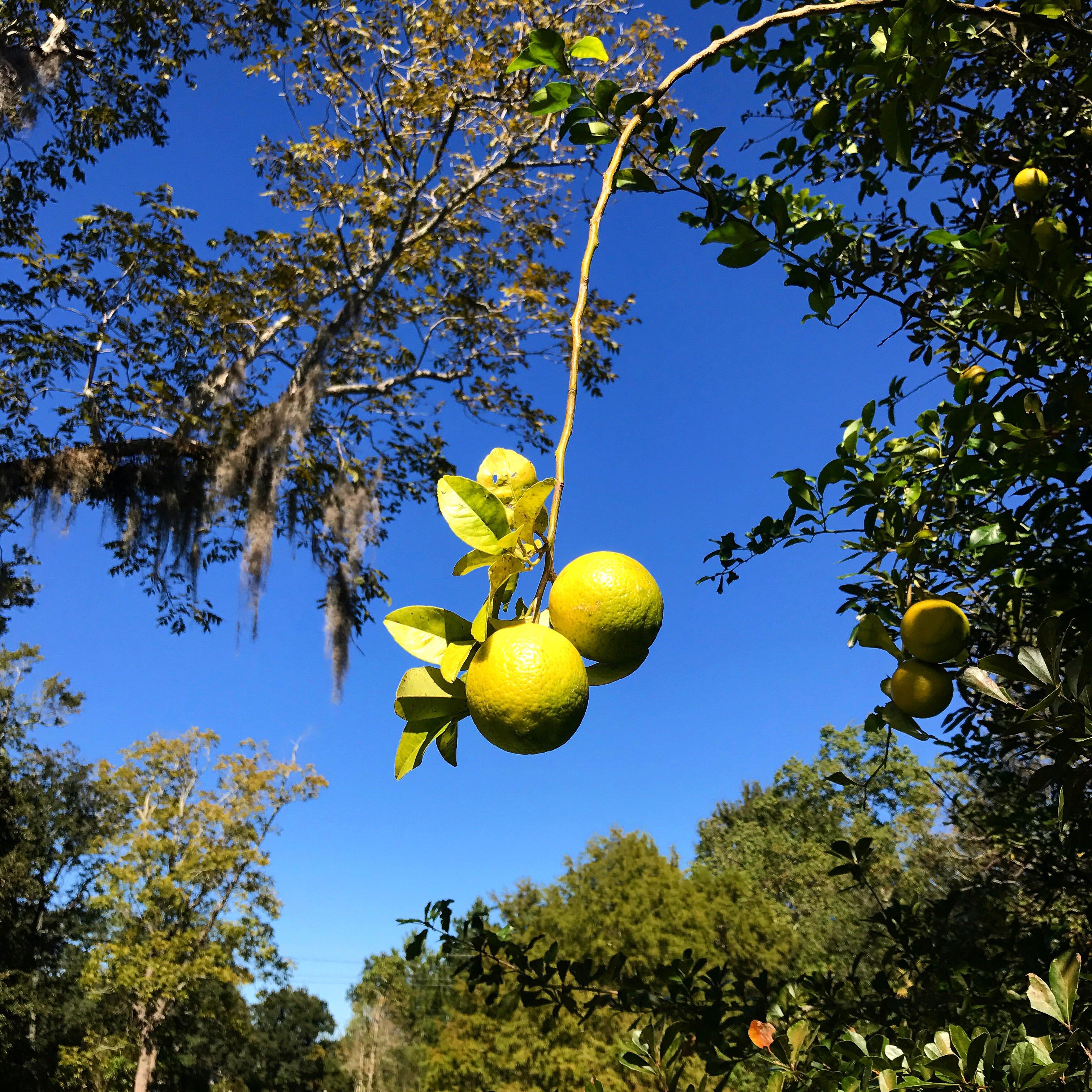 Wild lemons growing in a Katrinaabandoned lot. r/Citrus