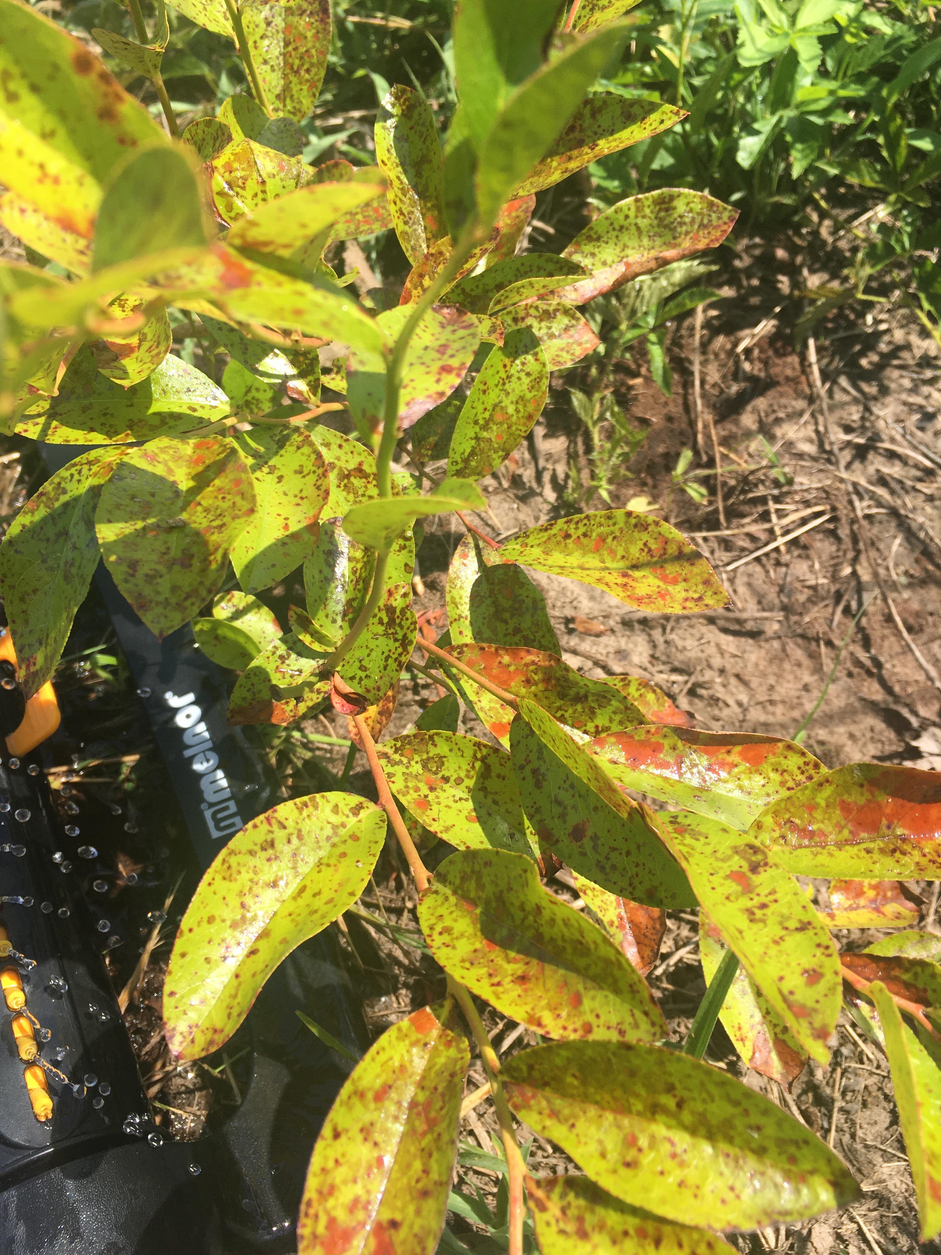 Blueberry Bush leaves have red spots r/plantclinic