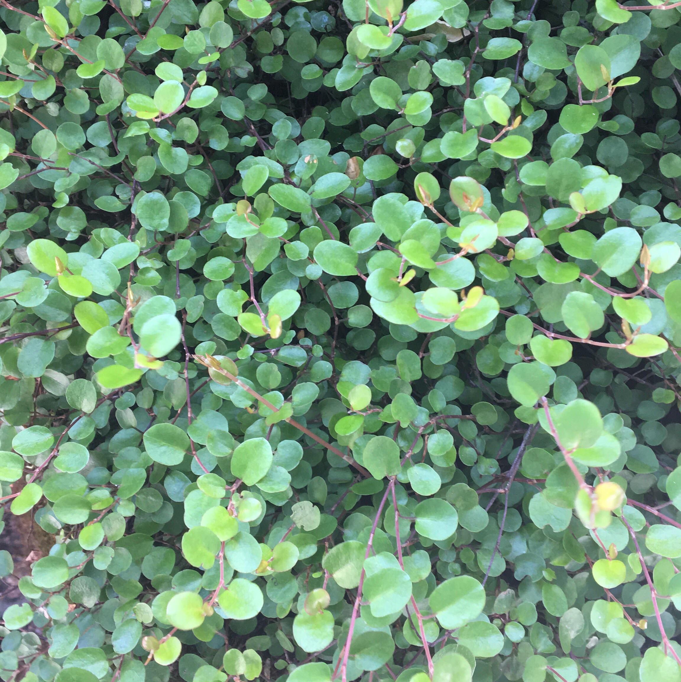 Shade ground cover in portland oregon r/PlantIdentification