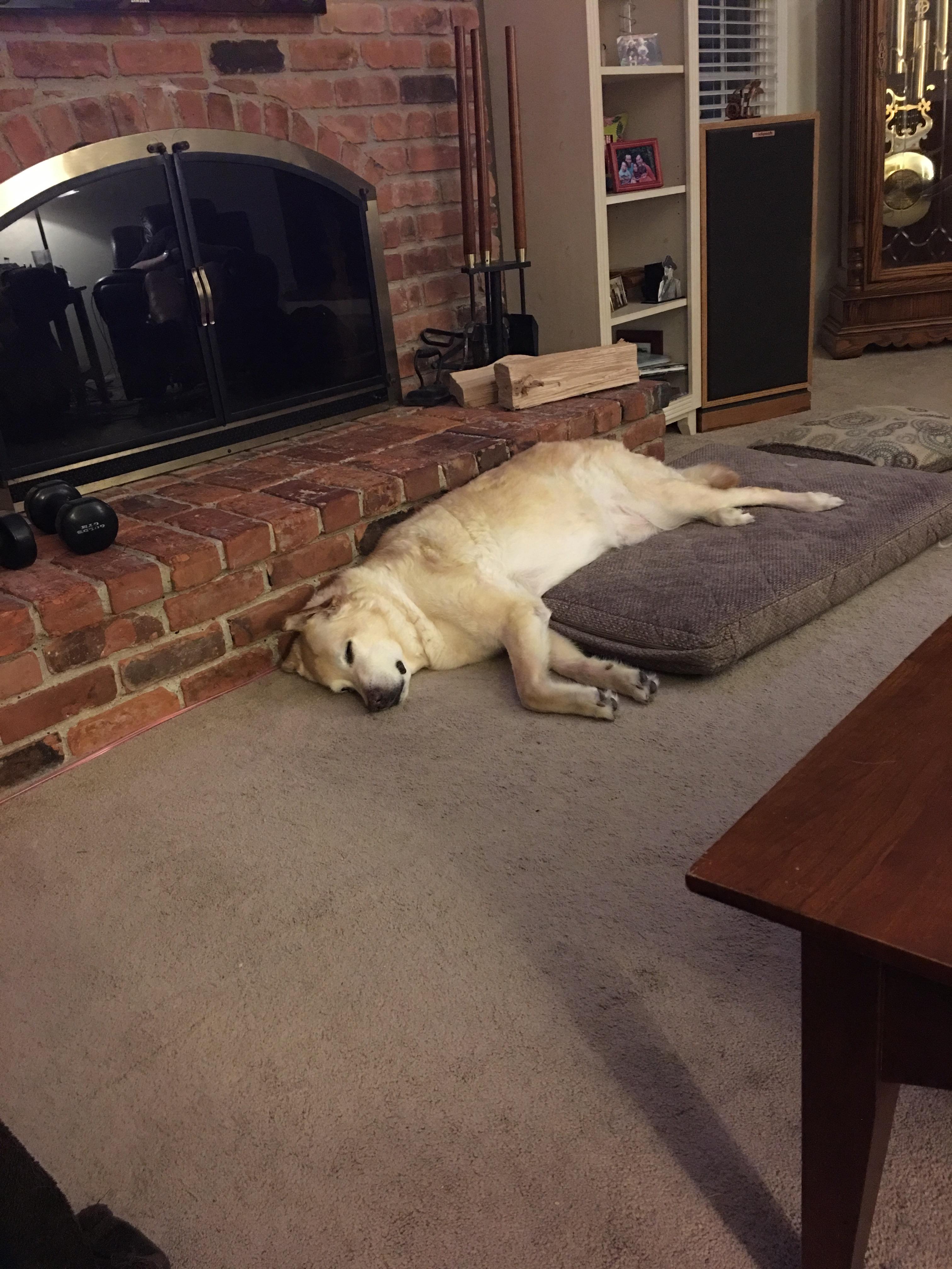 My dog always lays half way off his bed. r/mildlyinfuriating
