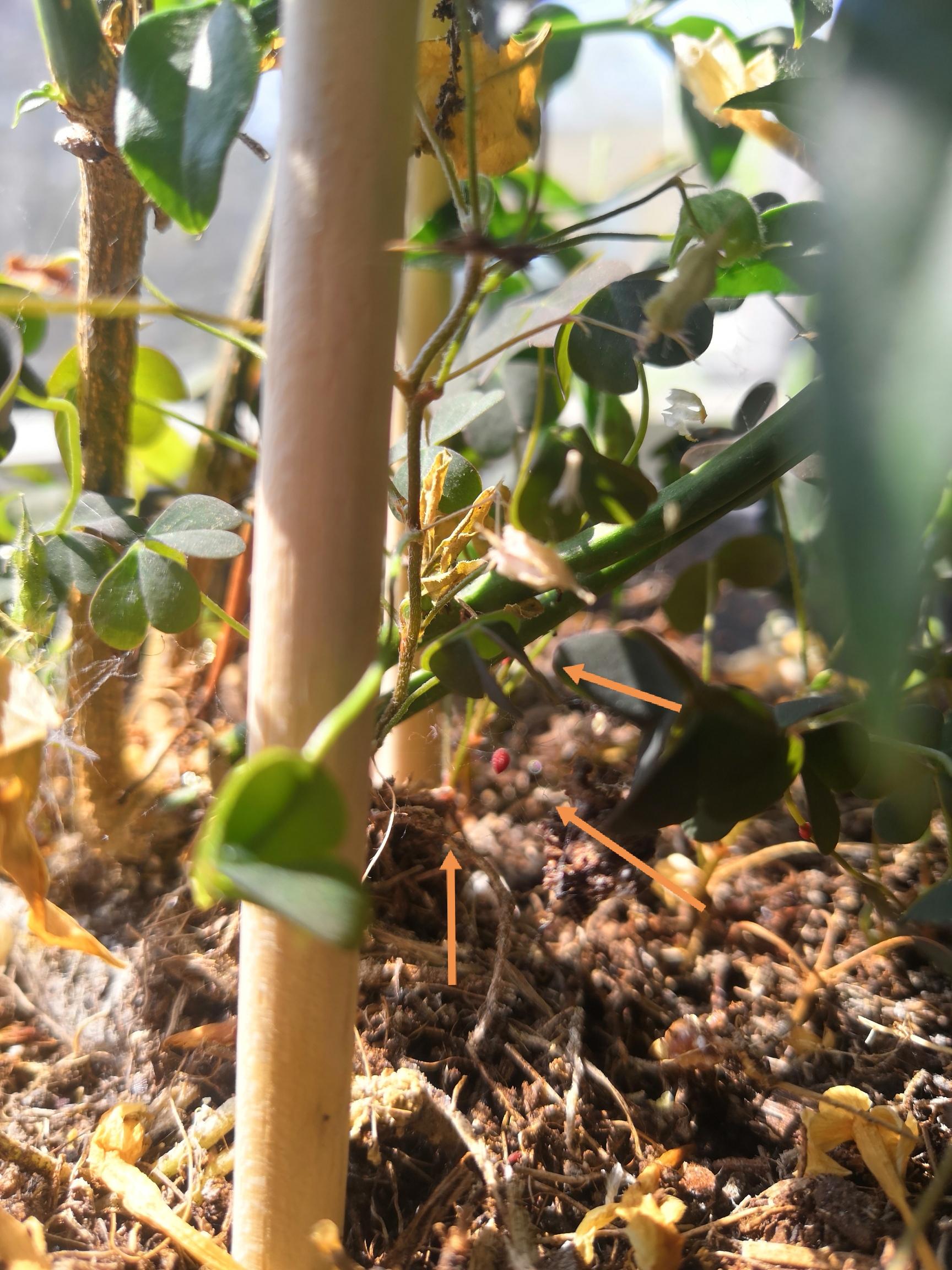 Found these red "dots" (bugs) on my jasmine polyanthum plant today