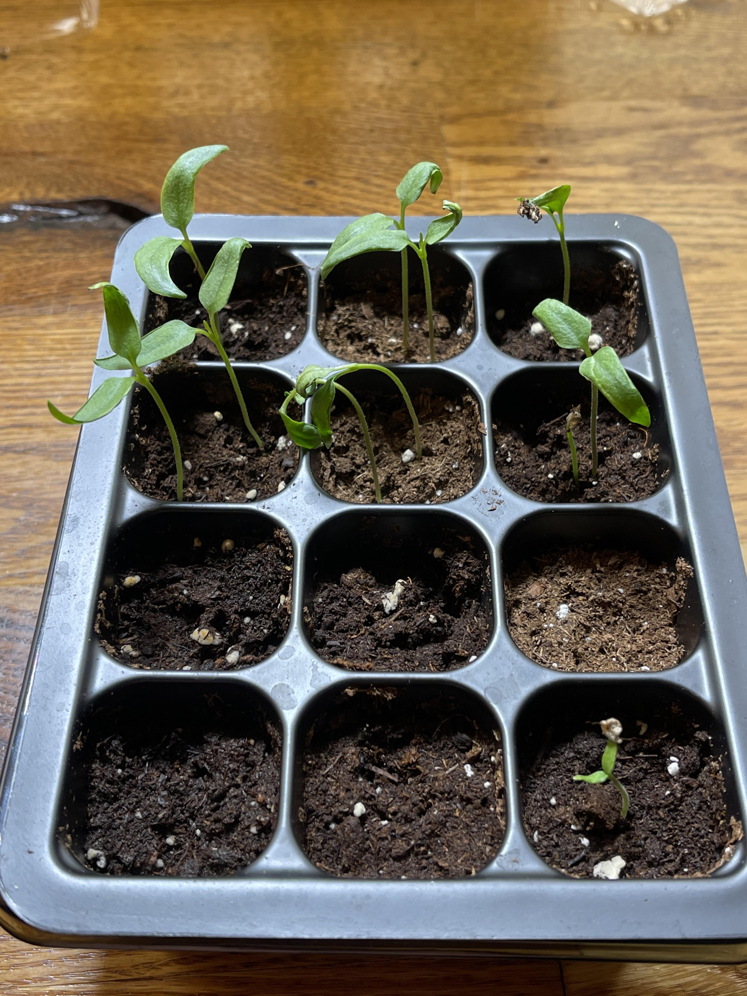 How does one discourage cats from munching the tops of my pepper plants? Peppers