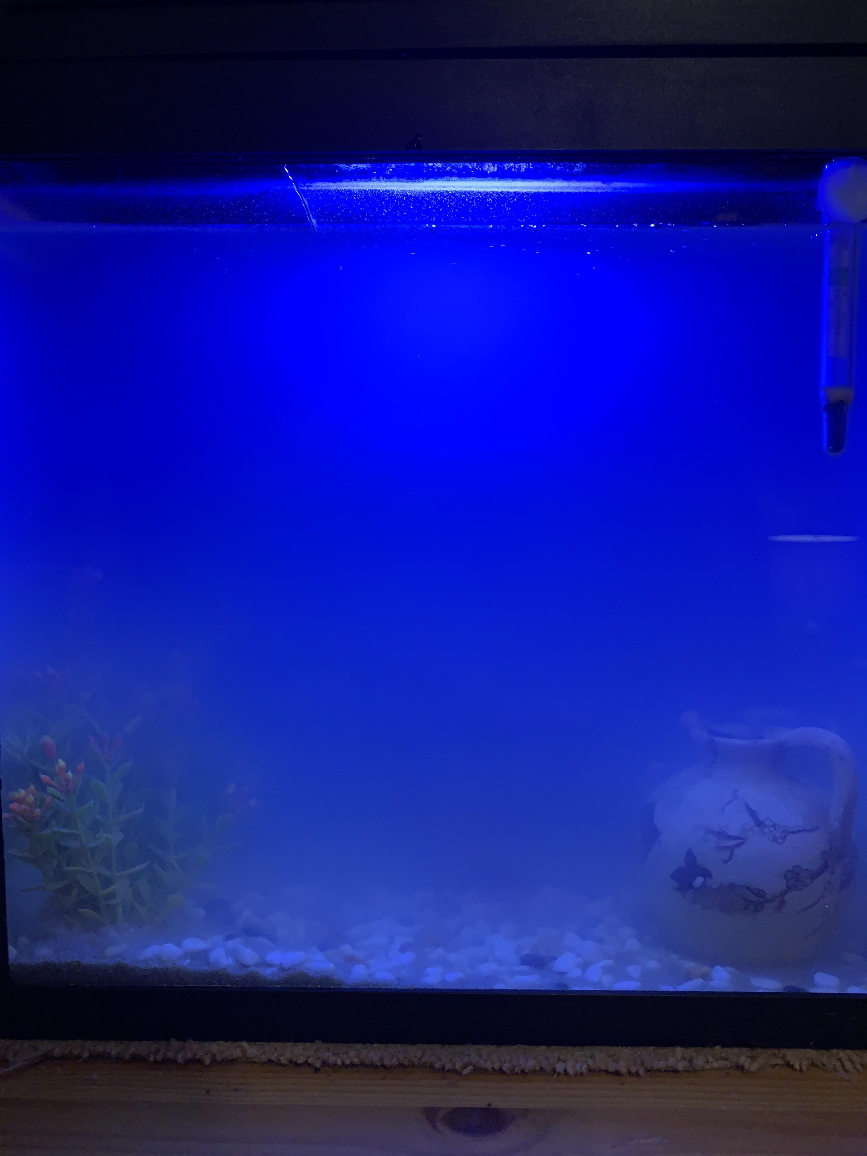 Tank was cleaned and water change done just yesterday. Why is the water