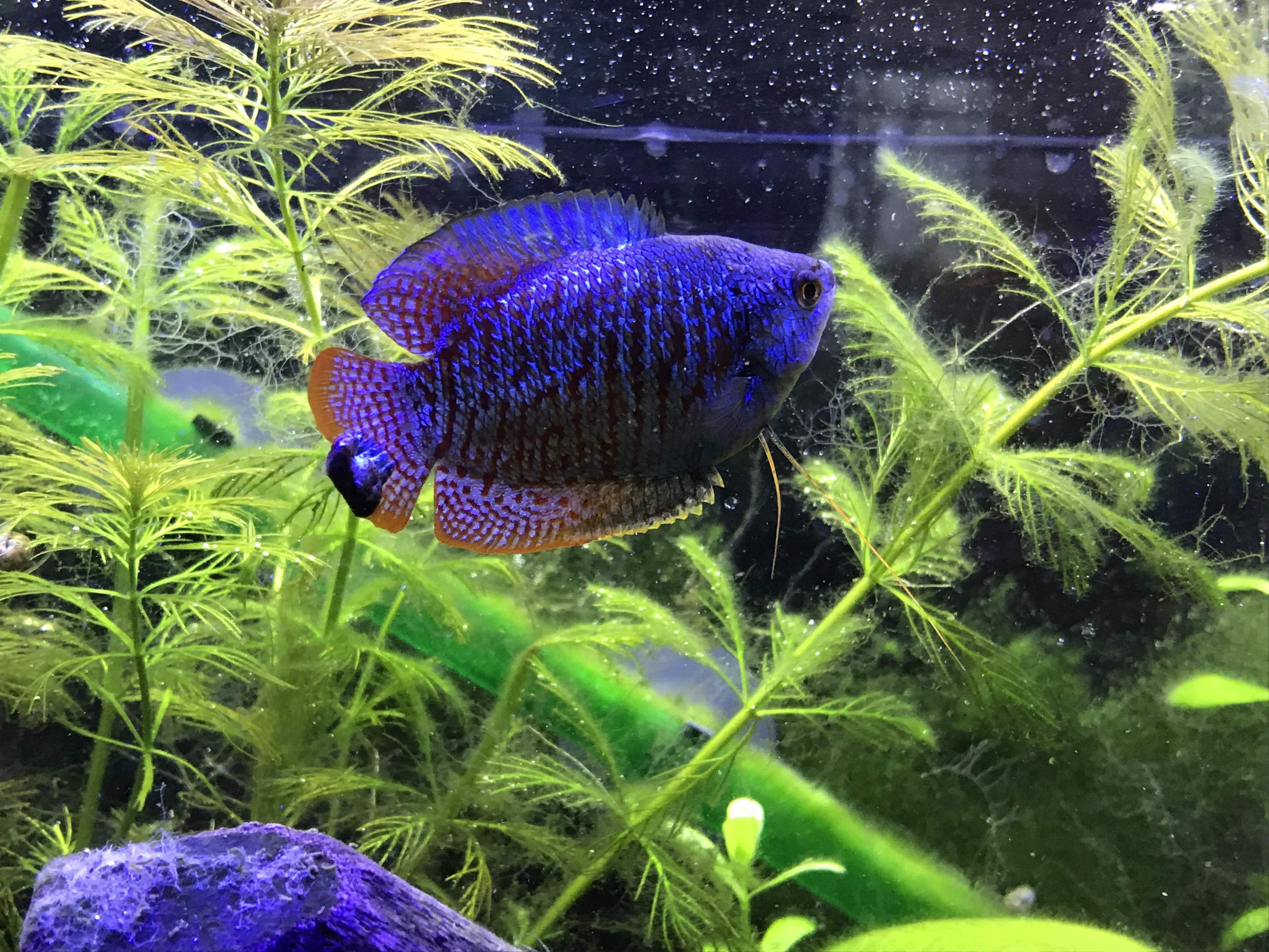 Help! What’s wrong with my Dwarf Gourami? r/PlantedTank