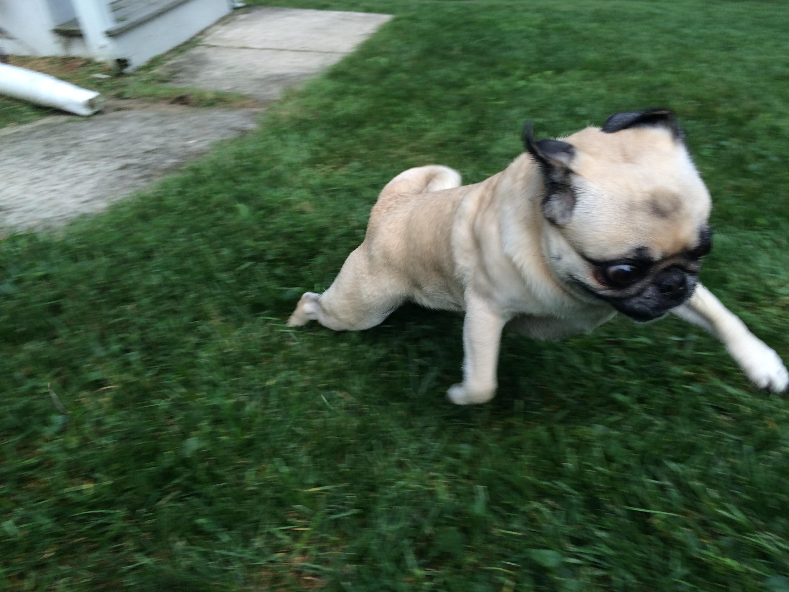 Pugs can zoom too! r/Zoomies