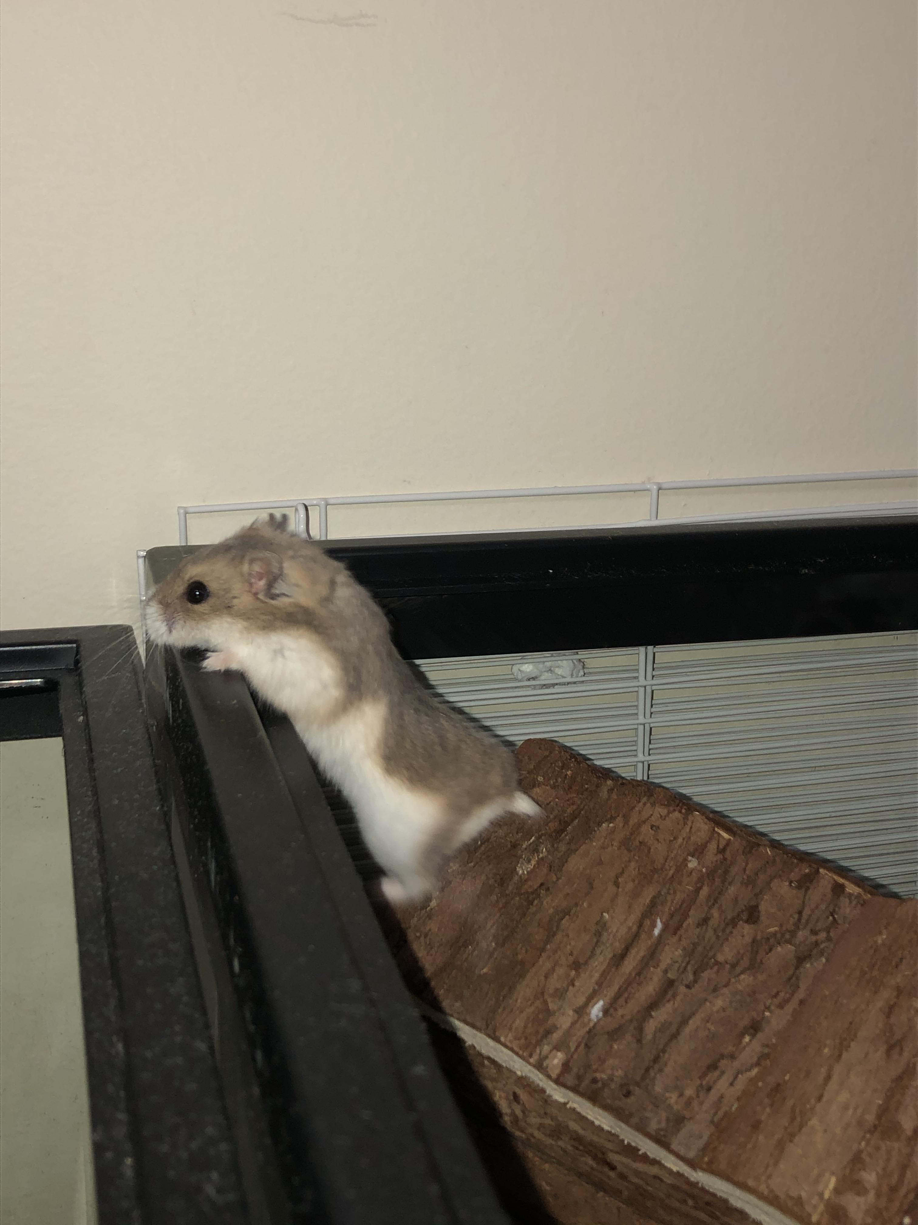 my hamsters an escape artist r/hamsters