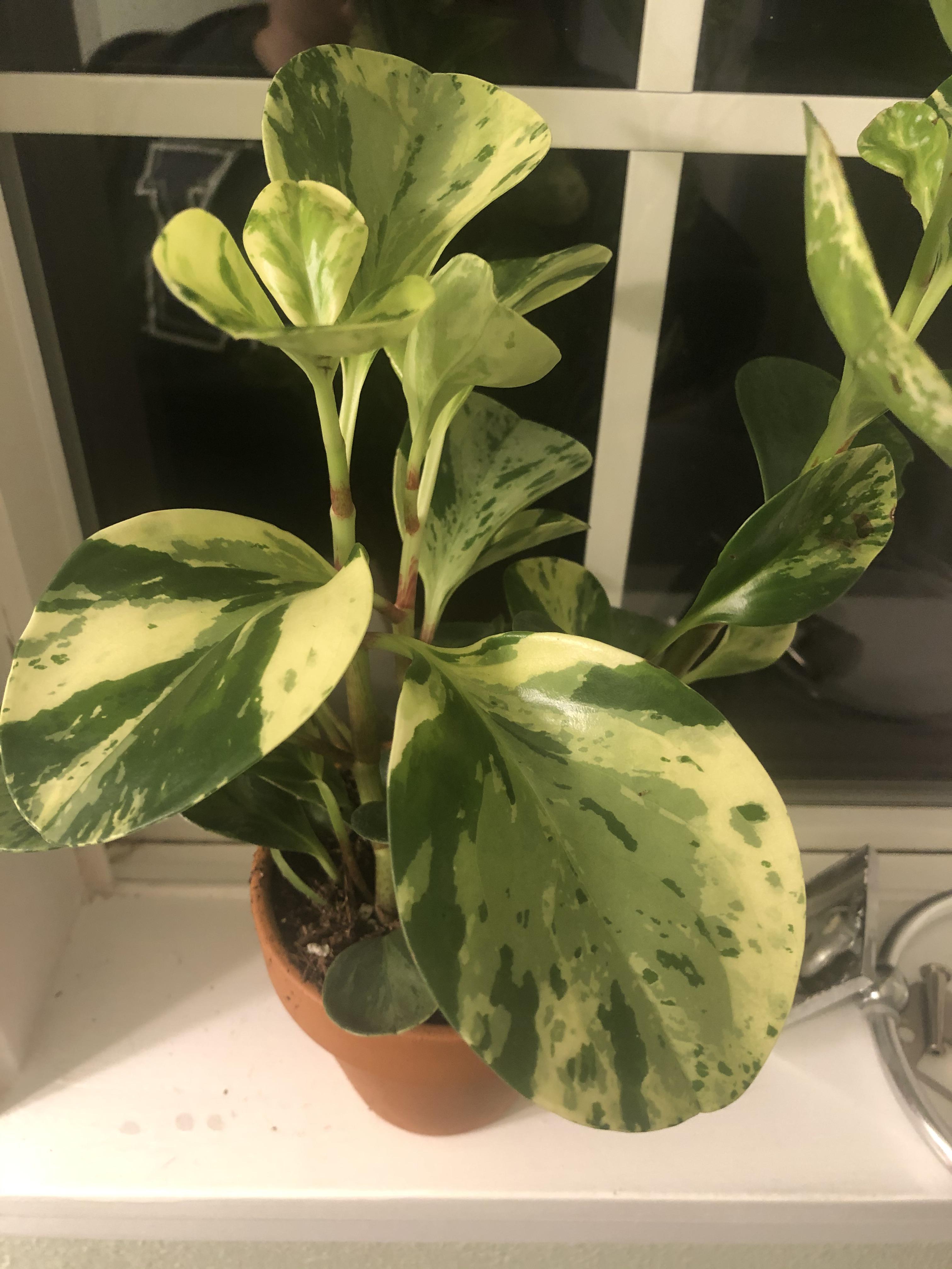Identification Help r/houseplants