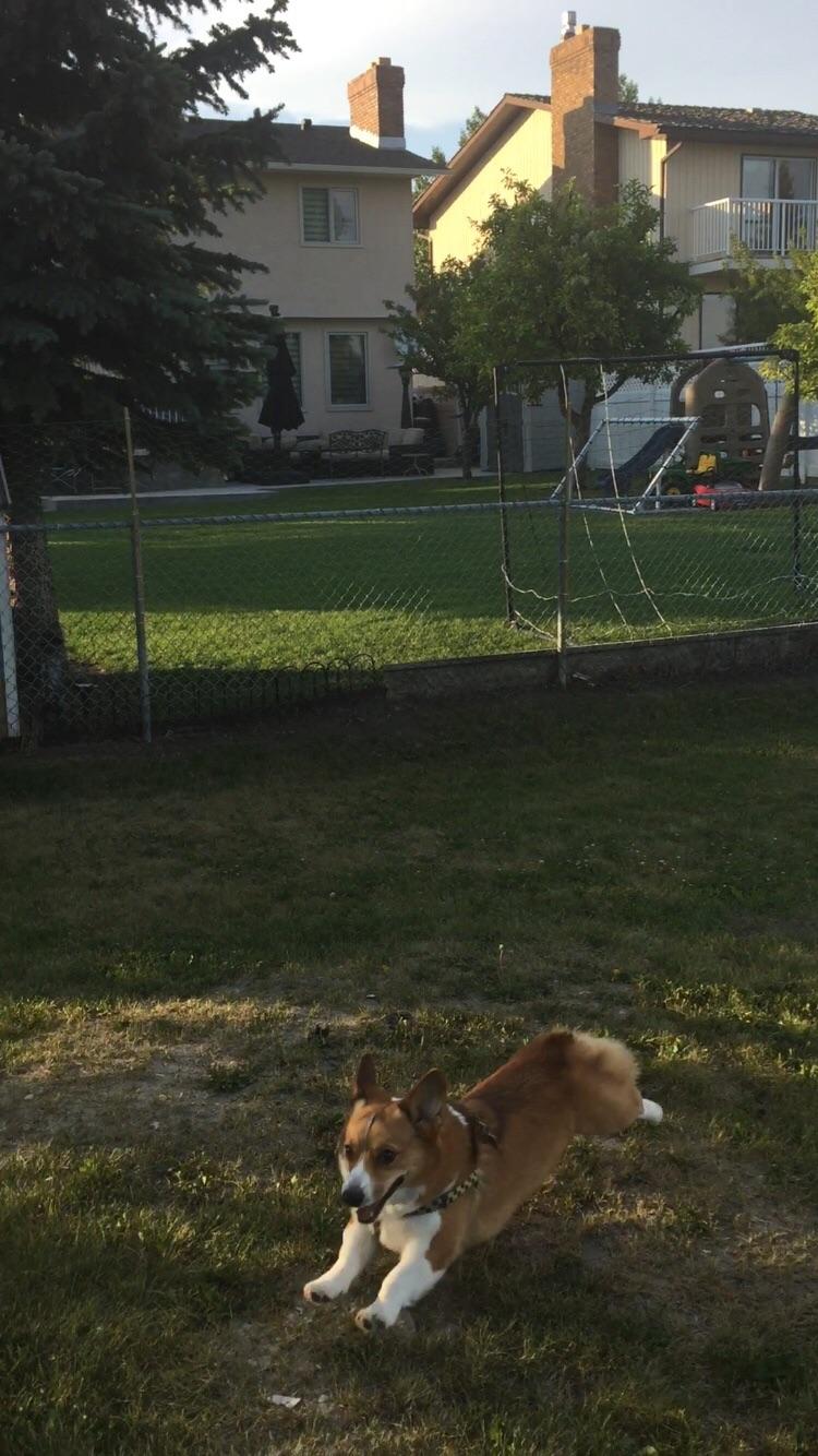 *sees another dog* maximum zoom initiated r/Zoomies