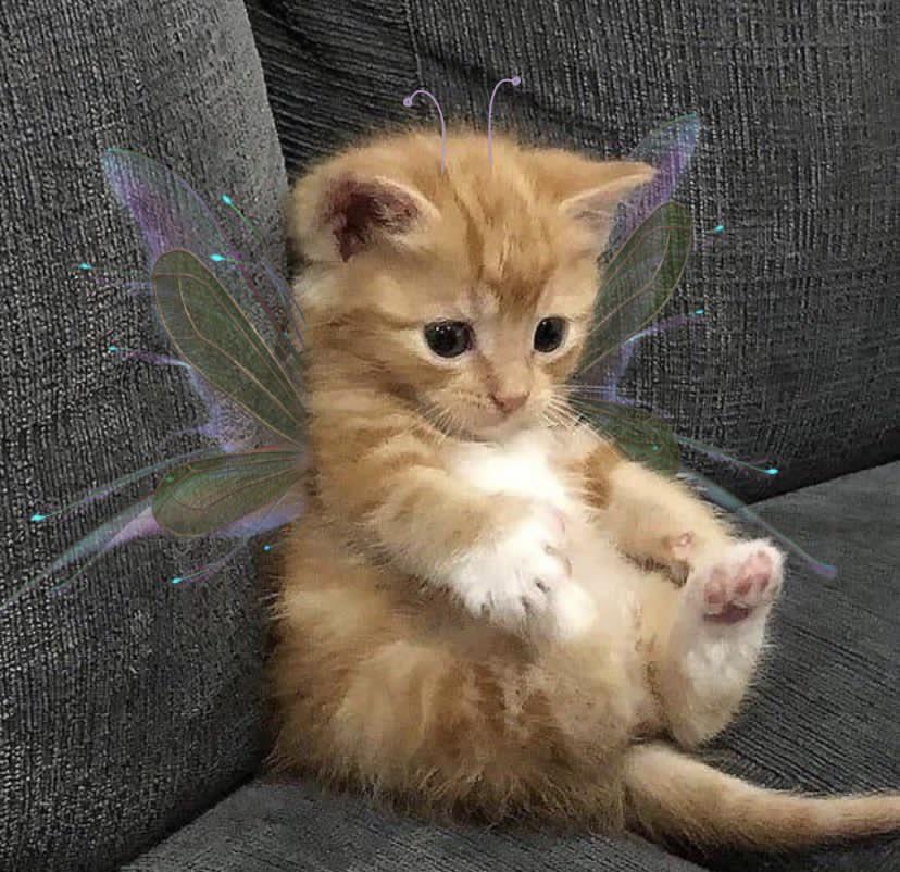 Not mine but fairy cat r/catpictures