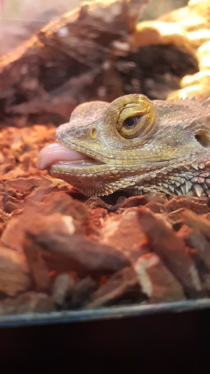 Bearded Dragon at local pet store named Frank. He's not for sale and I