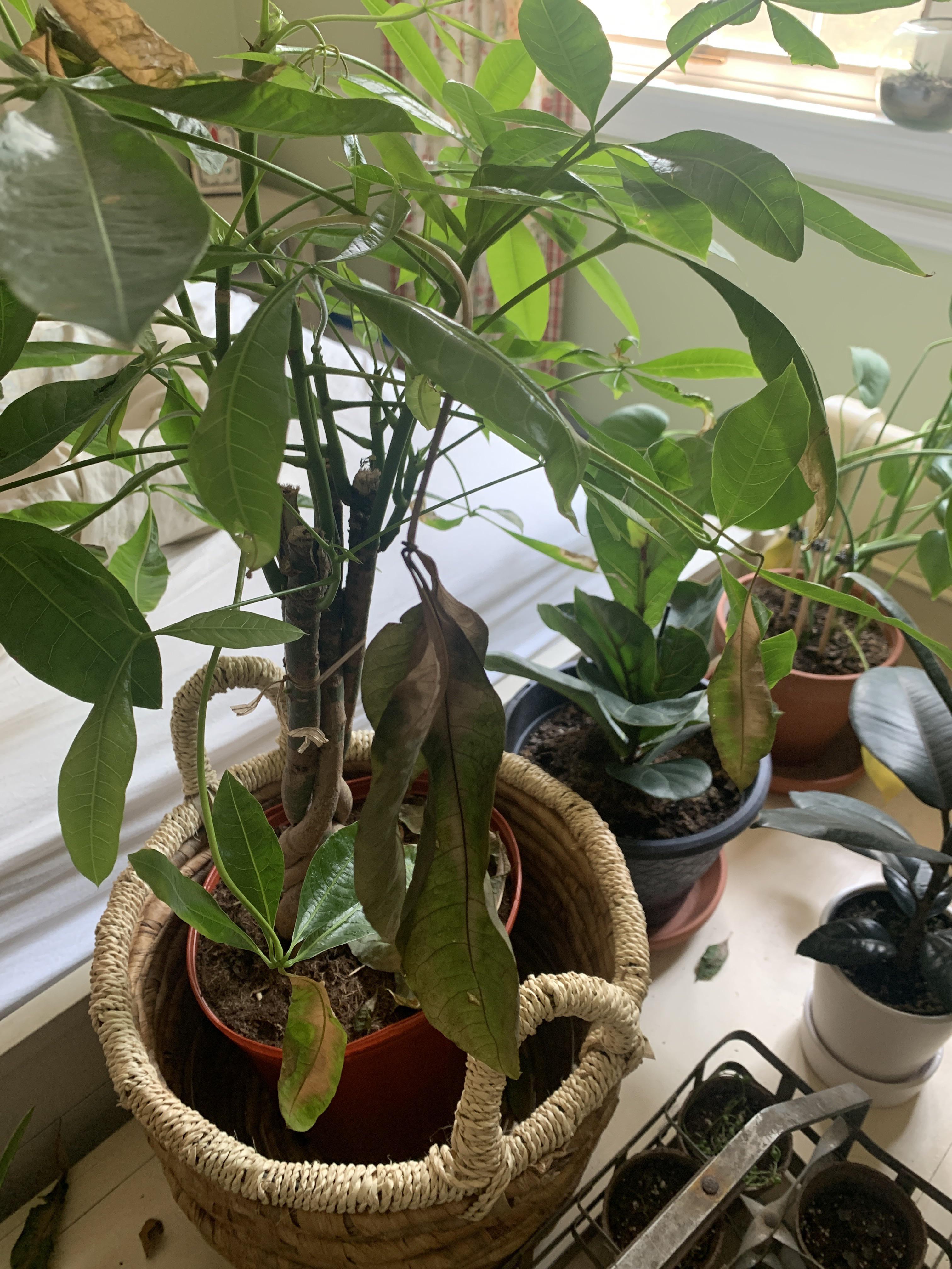 Money Tree Stems & Leaves browning/shriveling and falling off