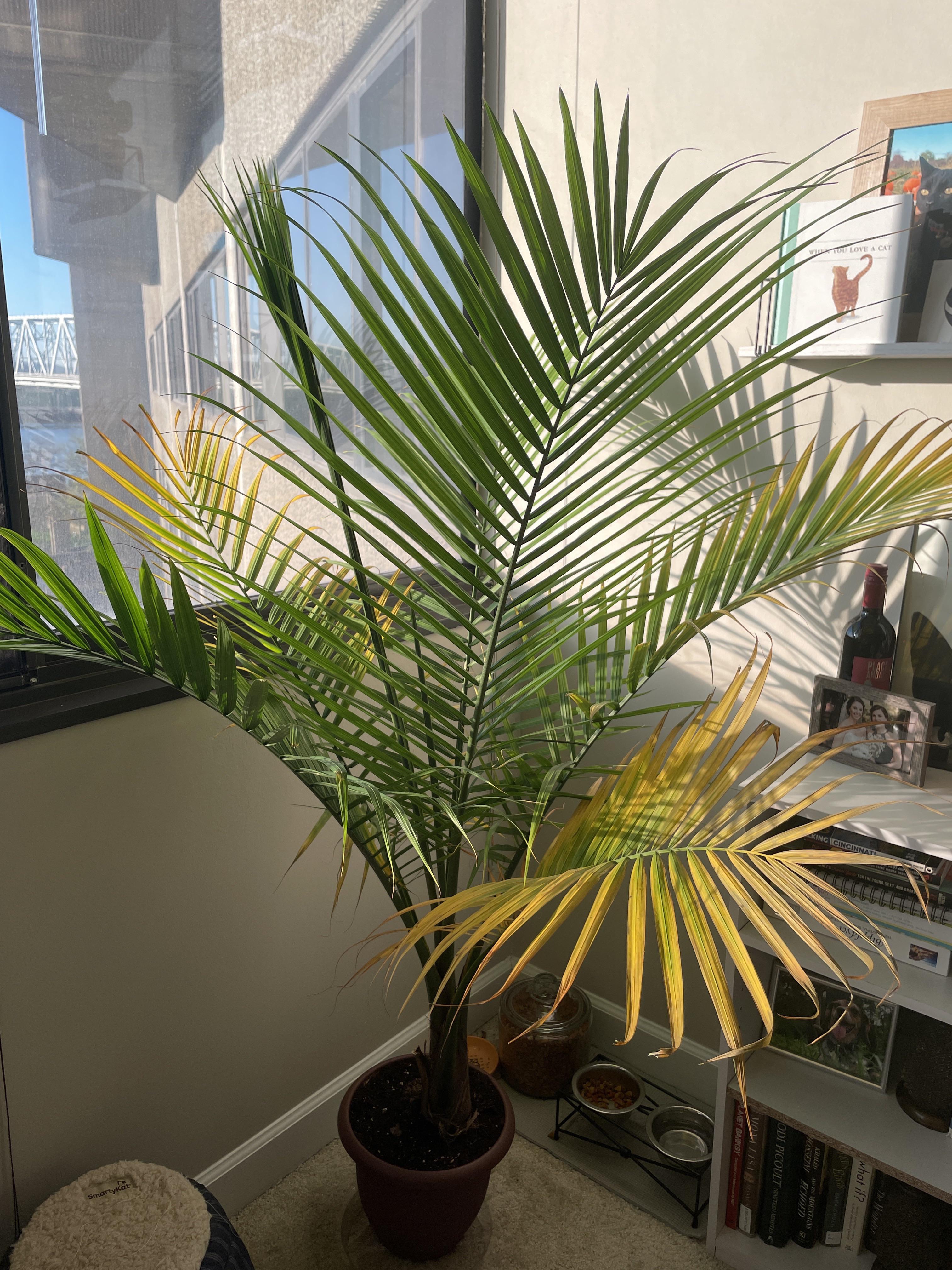 Help my majesty palm ( is it sunburnt or under watered?? It's very dry