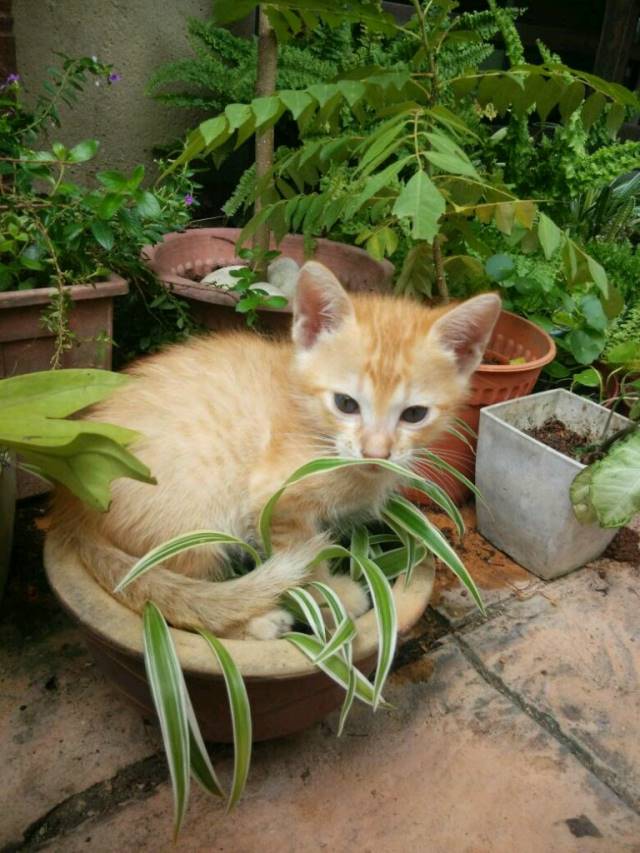 Here's a random image of my kitten destroying my mom's plant. r/giofilms