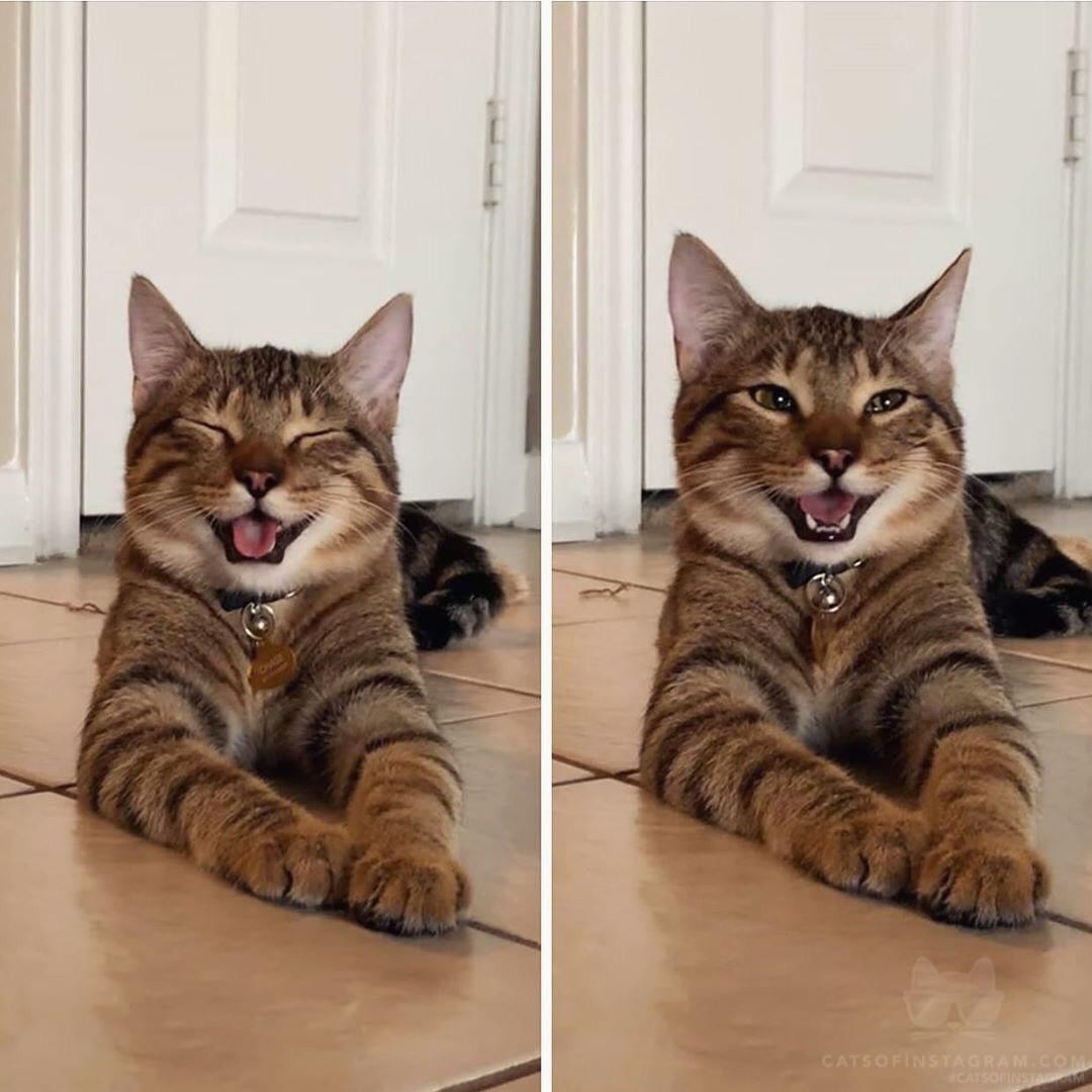 The happiest cat I've ever seen r/aww