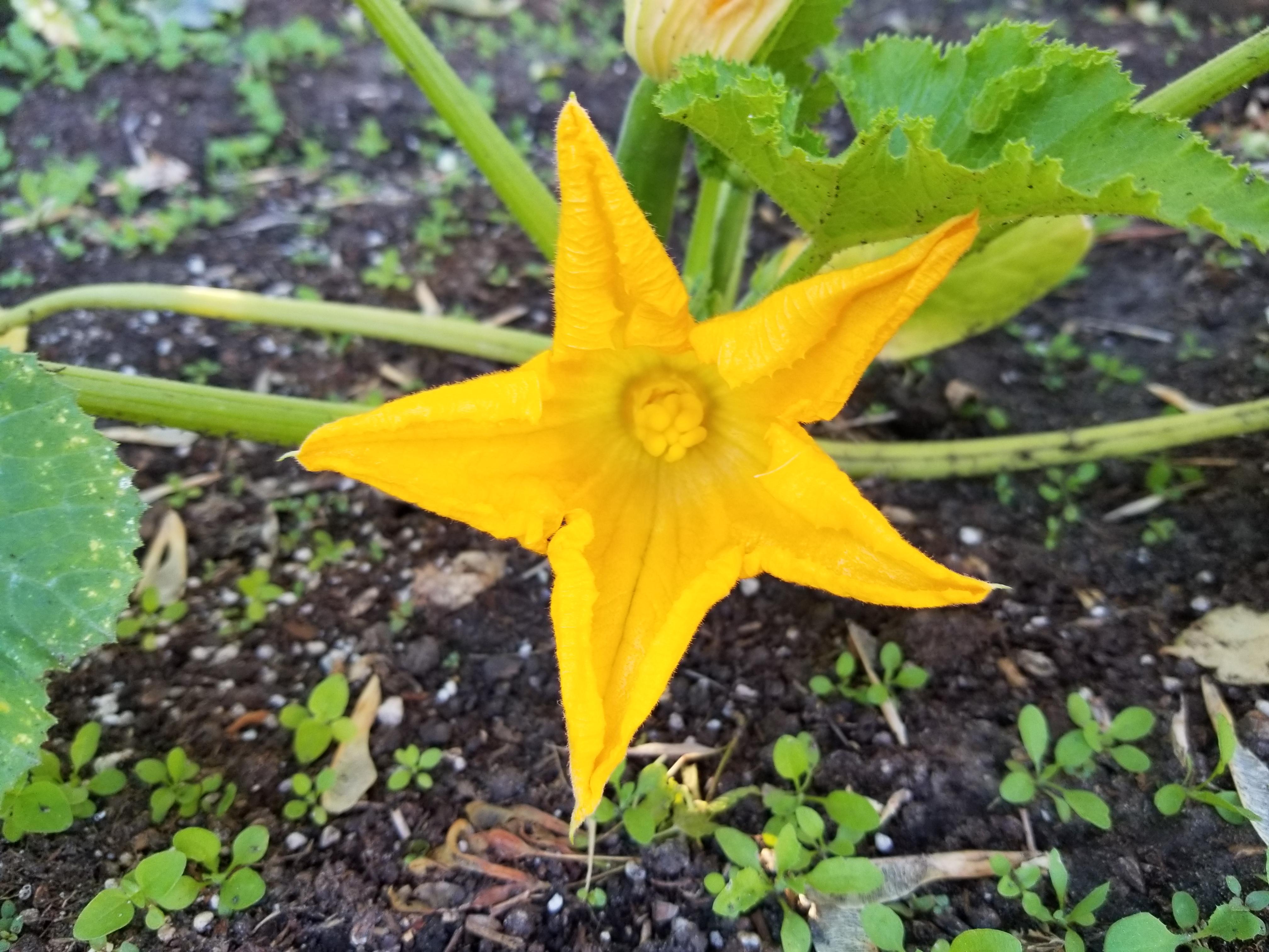 Just a nice zucchini star to start the morning. r/gardening