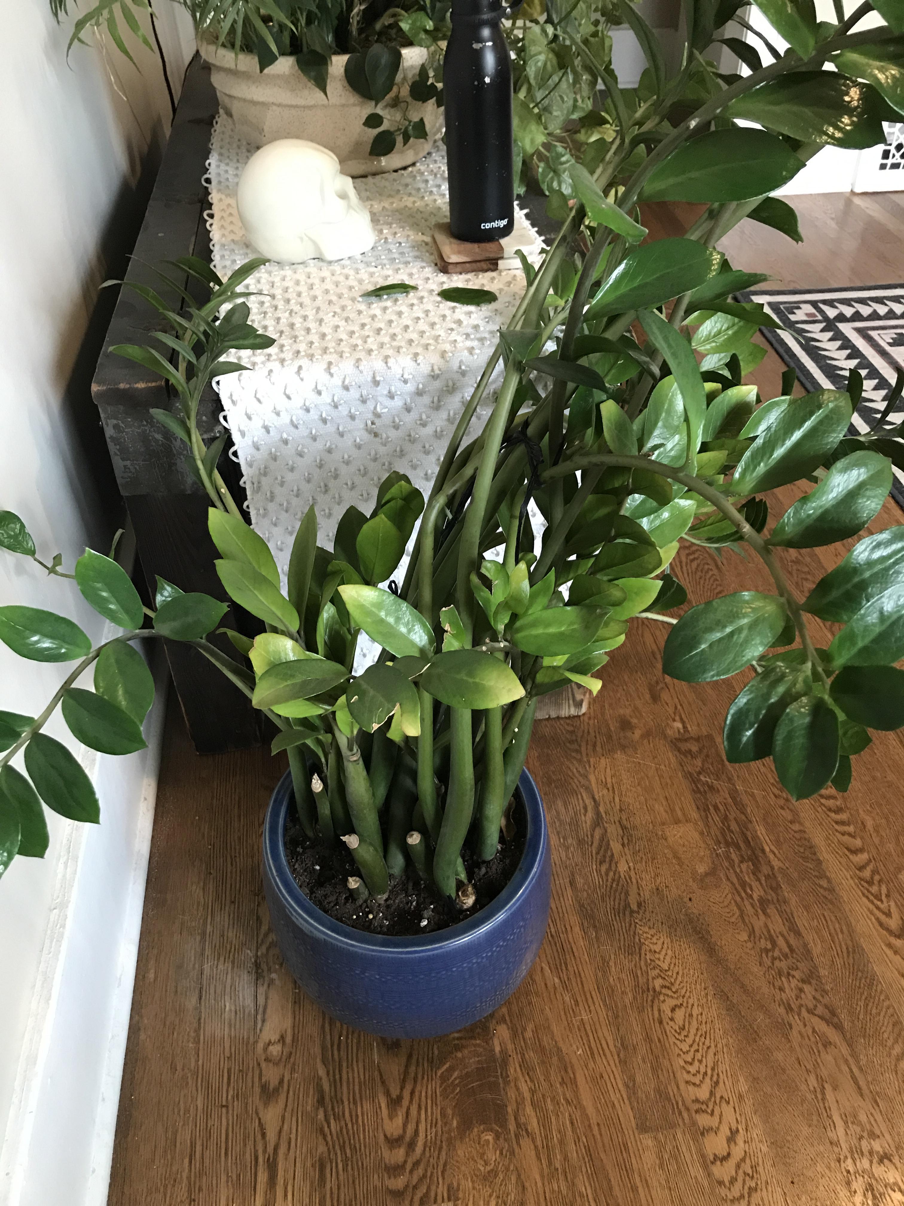 Yellowing ZZ plant!! Started after repotting worries about root rot