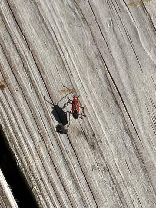 Thought this was a huge red ant but now I’m even more scared : r