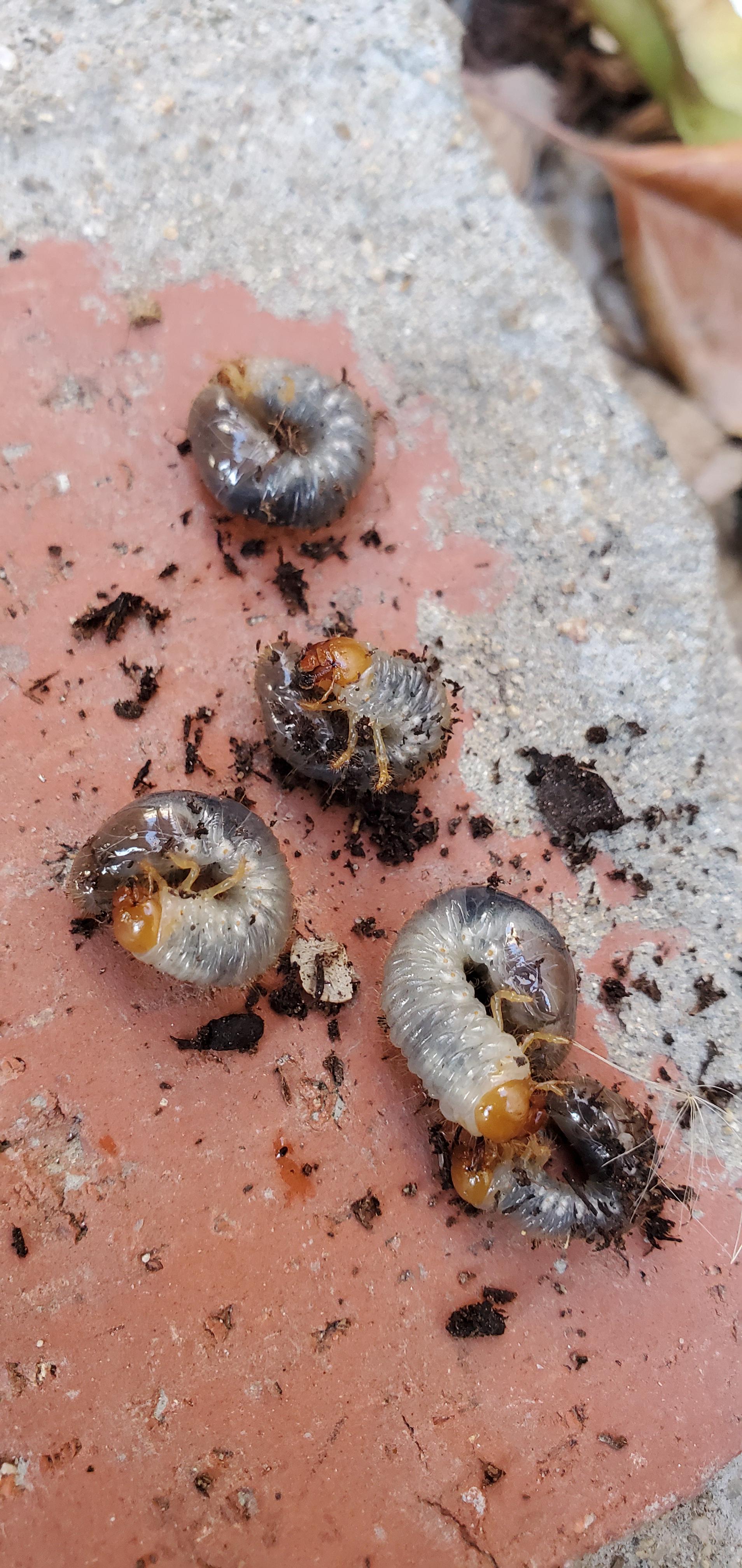 Cn anyone tell me what kind of worms these are and are they harmful