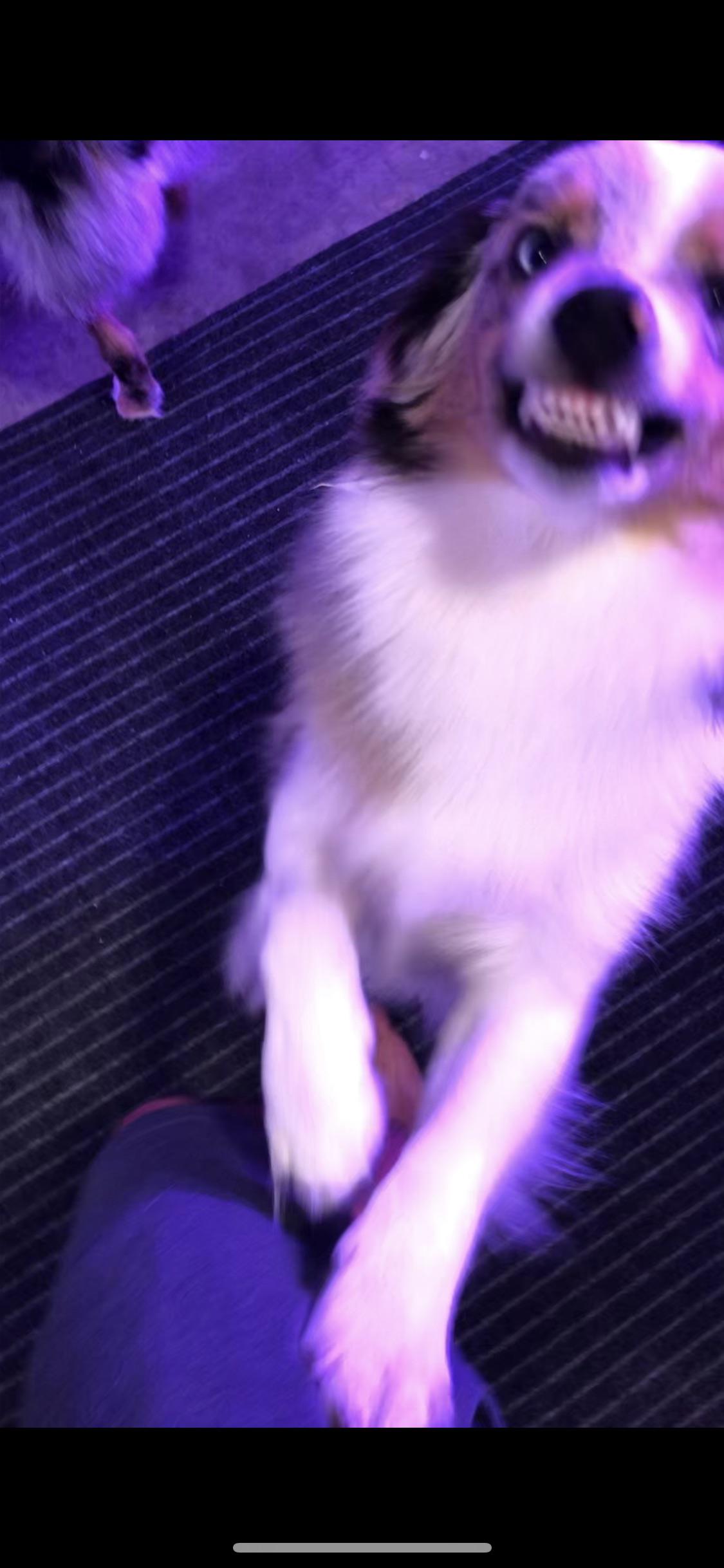 My dogs face after he’s released from timeout. He ate the cat’s food