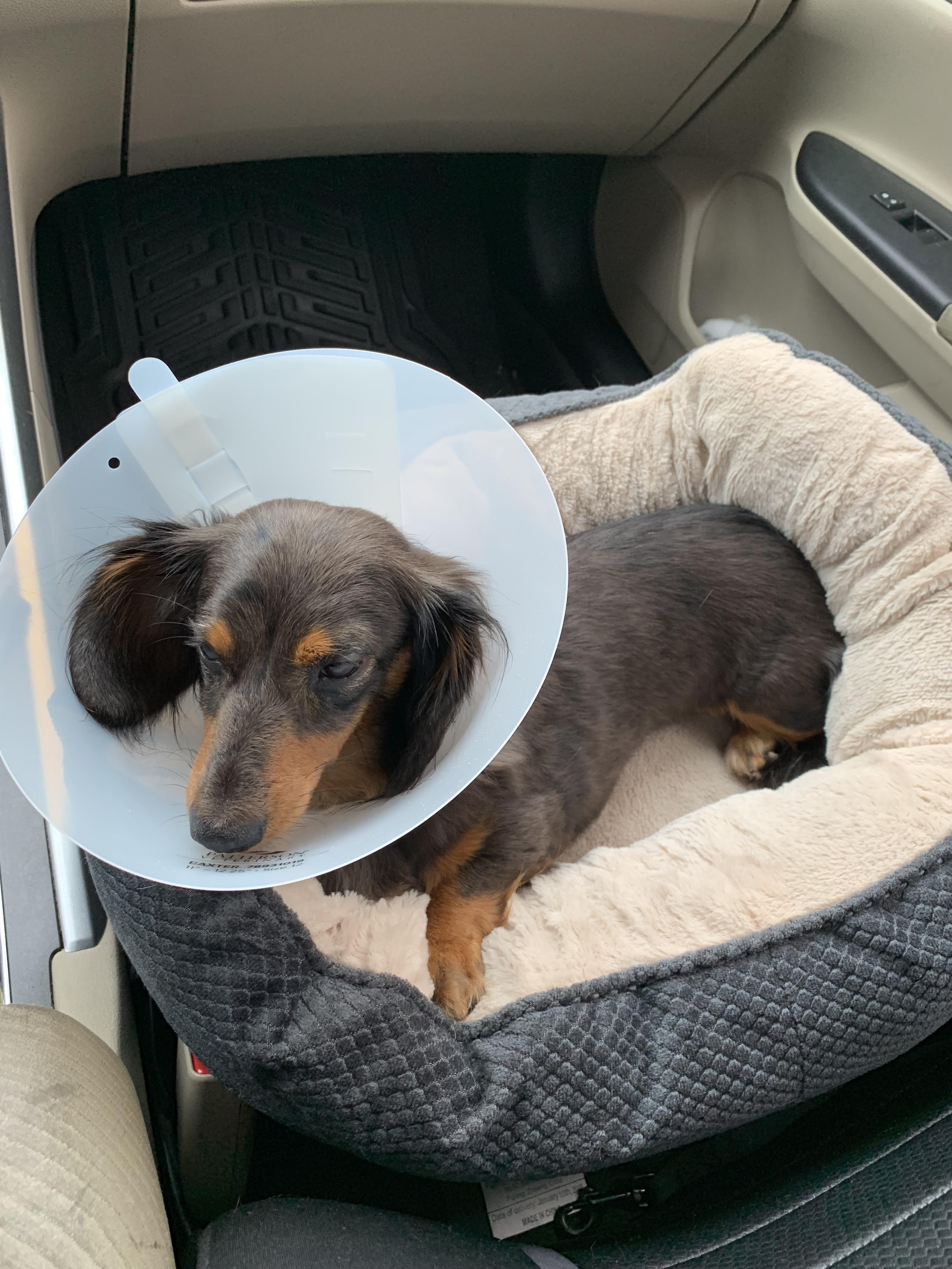 UPDATE Pepper was spayed yesterday. In my home she will