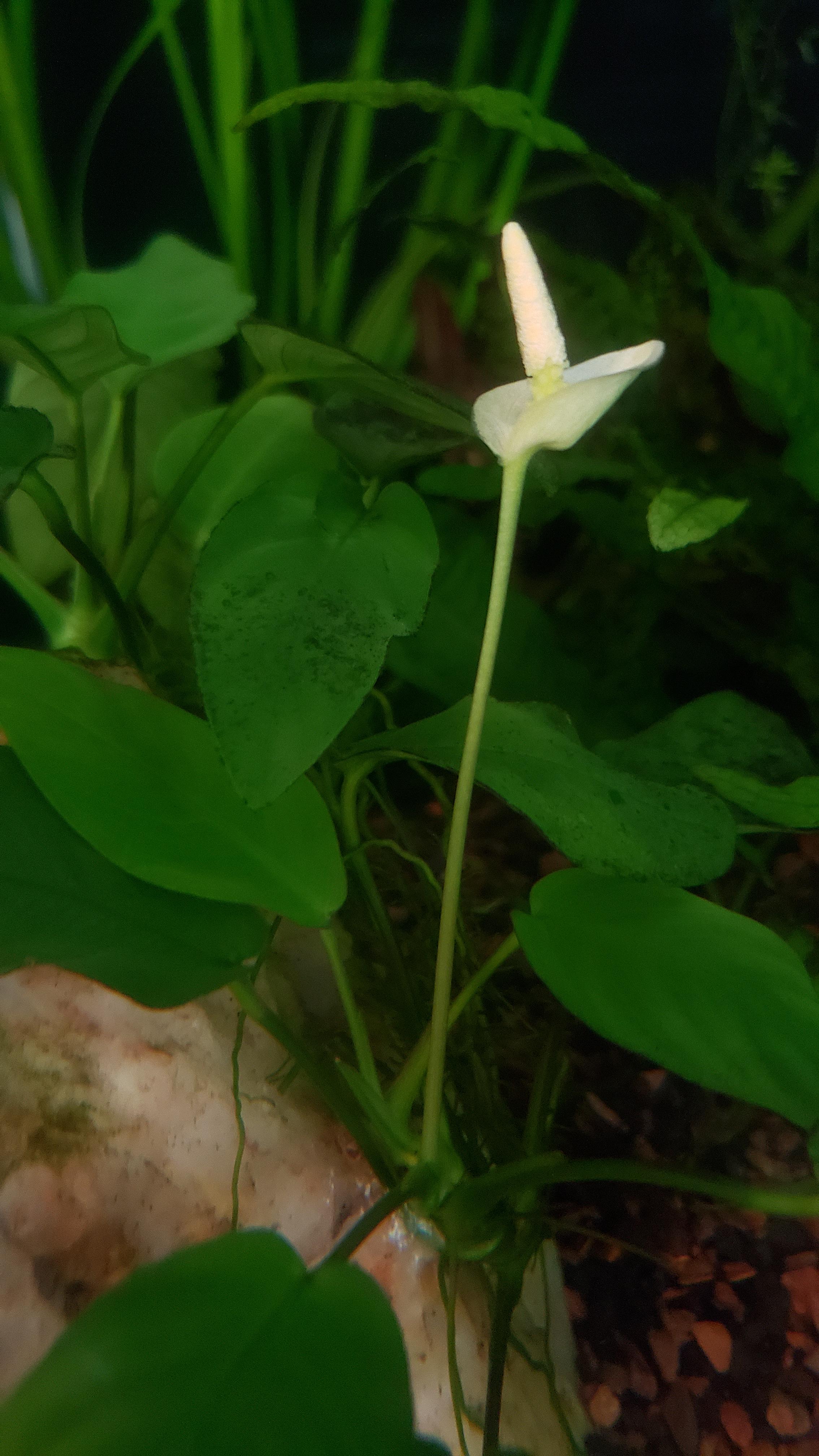 Our first anubias nana petite flower! r/PlantedTank