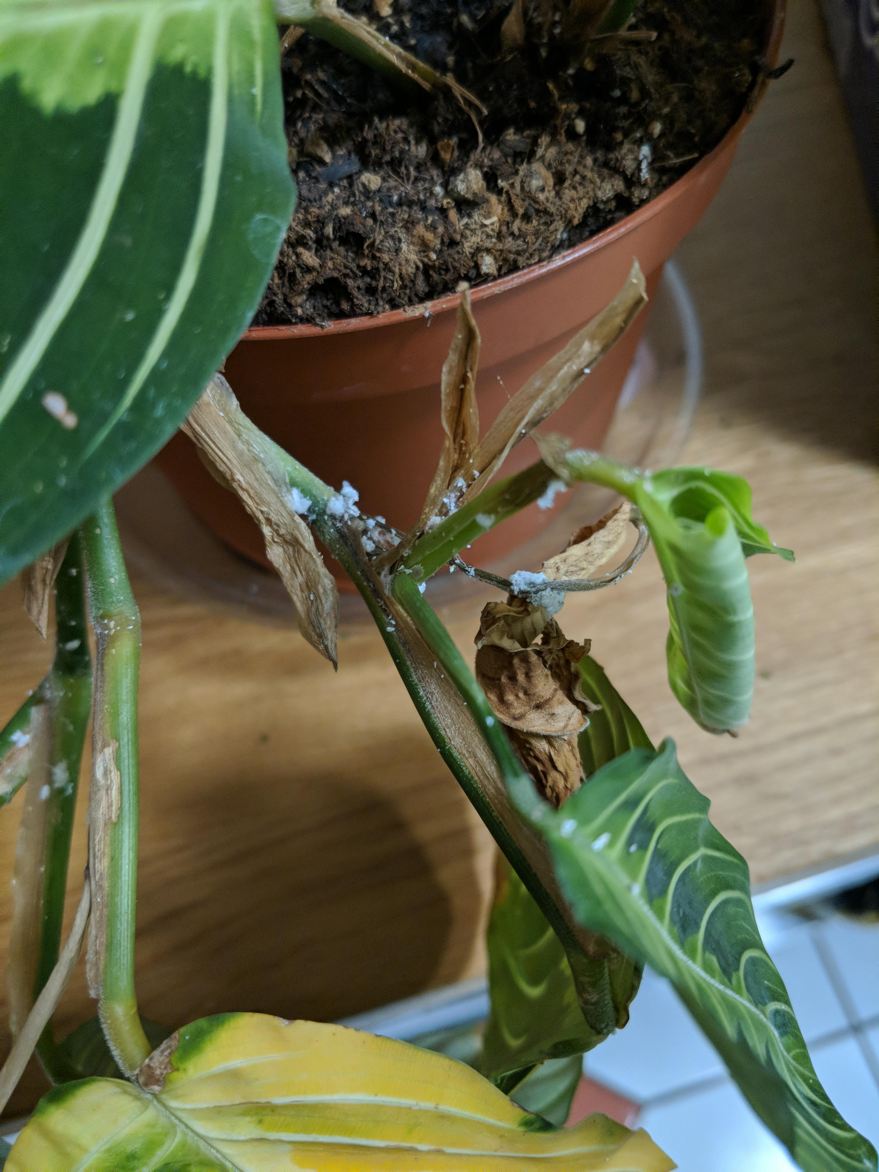 What is this white stuff on my prayer plant? How can I treat it?