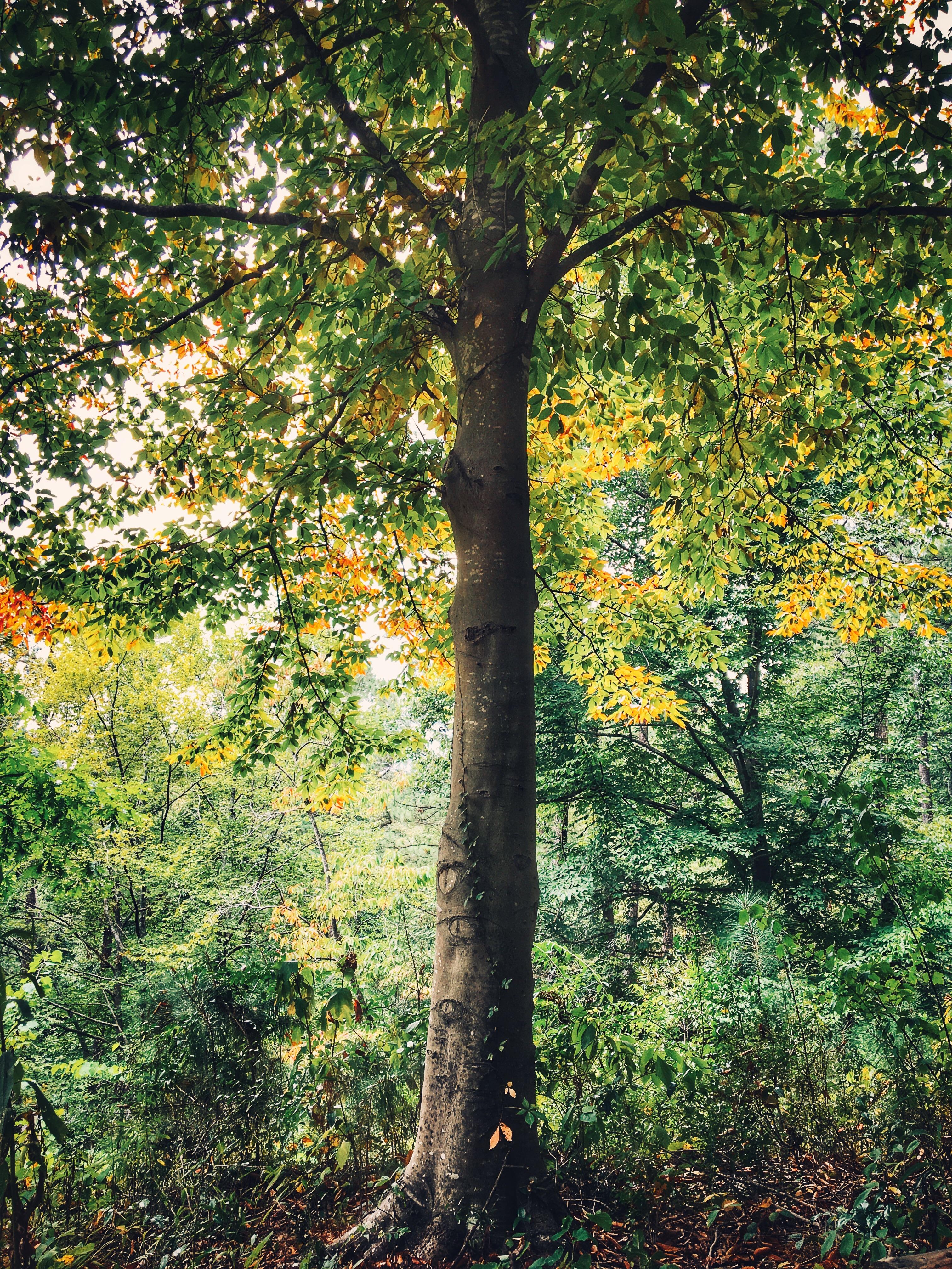 A beautiful tree in the Birmingham Botanical Gardens, Birmingham, AL